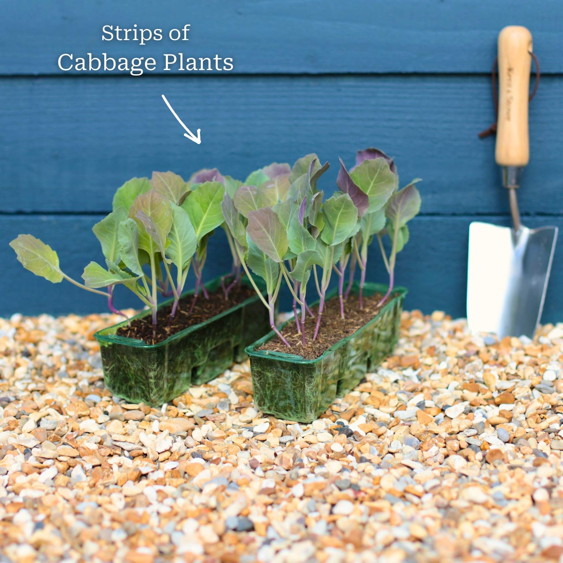 'Mastergreen' Spring Cabbage Plants - Image 4