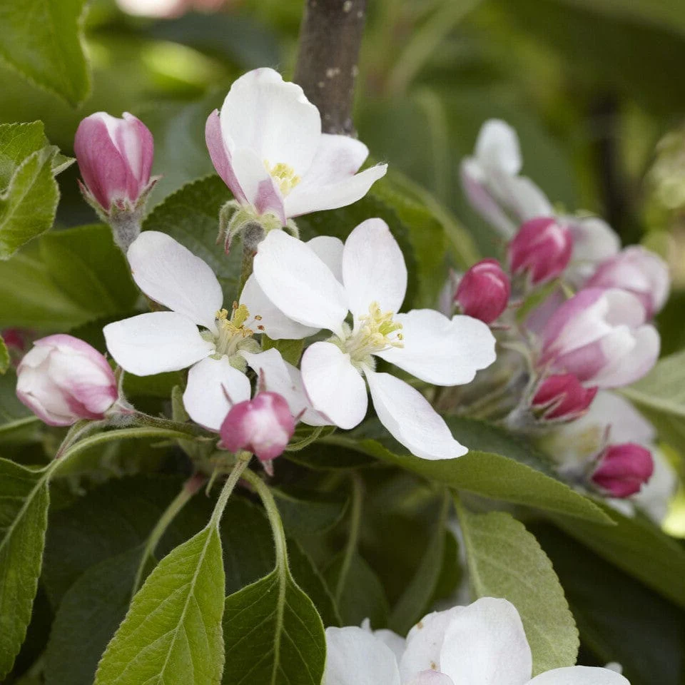 'James Grieve' Apple Tree - Image 4