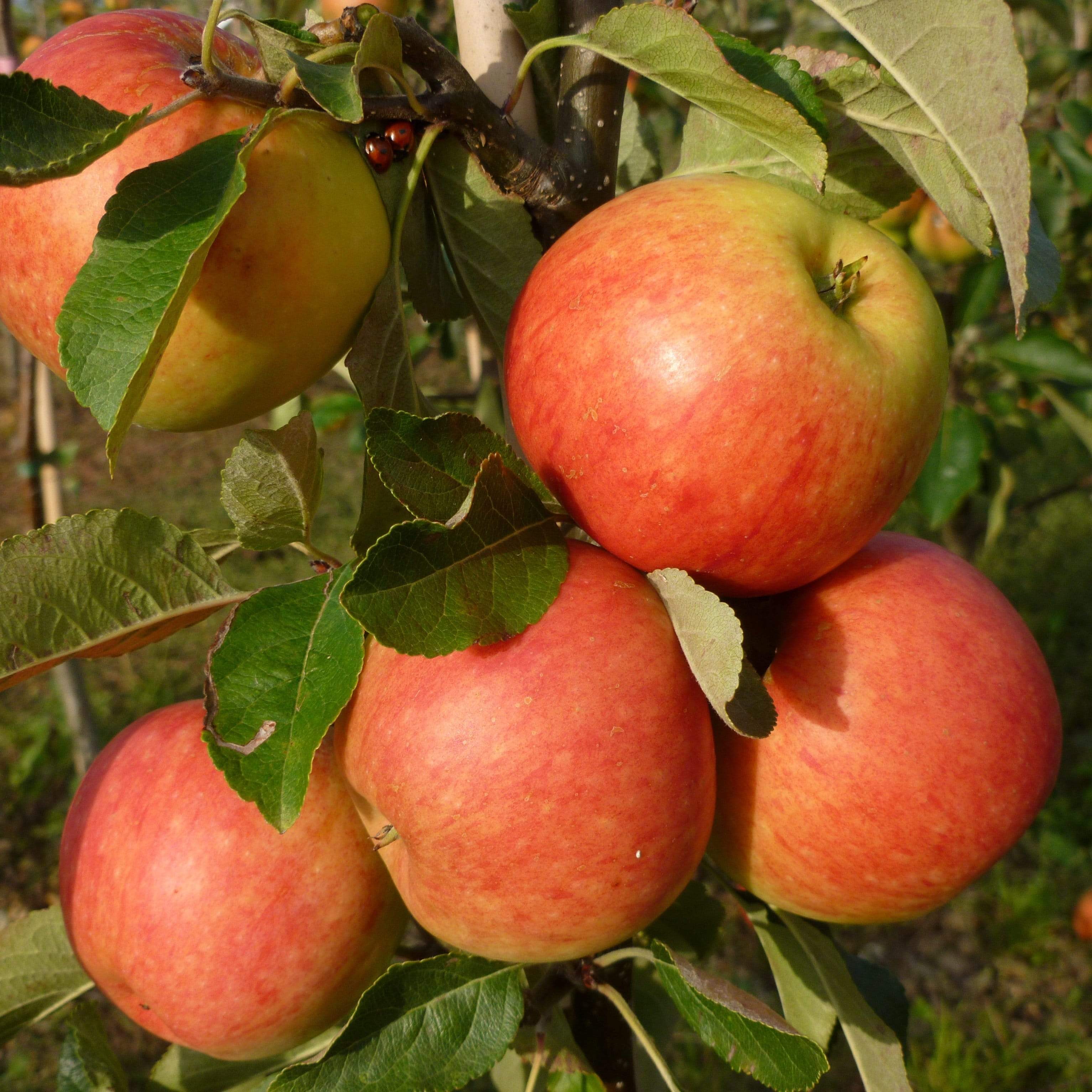 'James Grieve' Apple Tree - Image 7