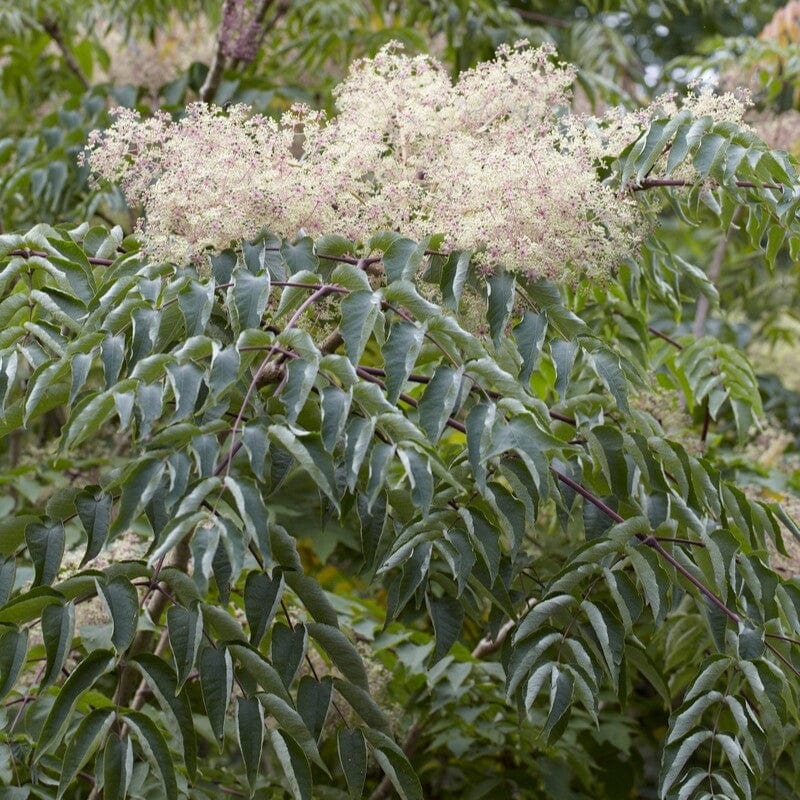 Japanese Angelica Tree | Aralia elata - Image 3