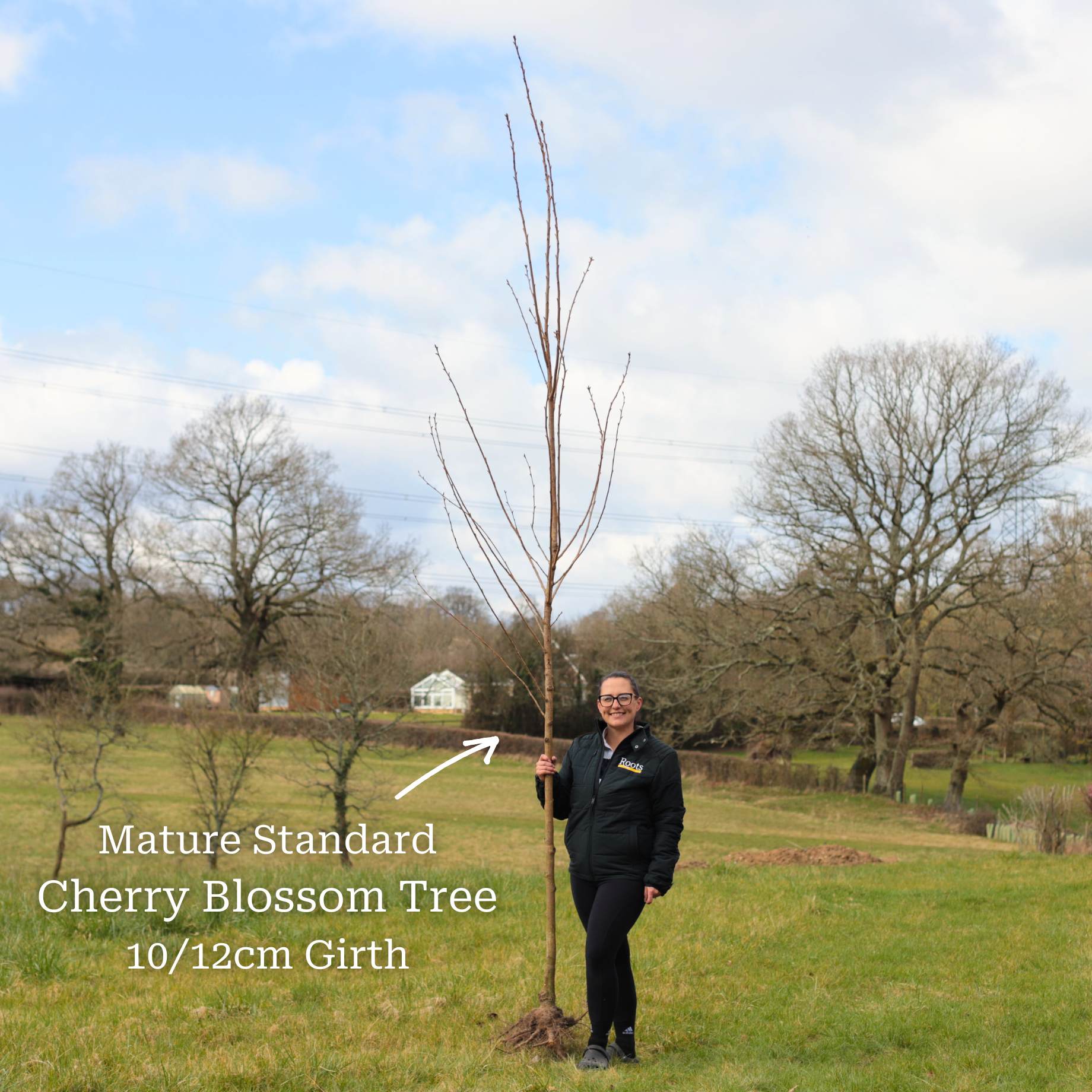 Japanese Cherry Blossom Tree | Prunus serrulata 'Kanzan' - Image 11