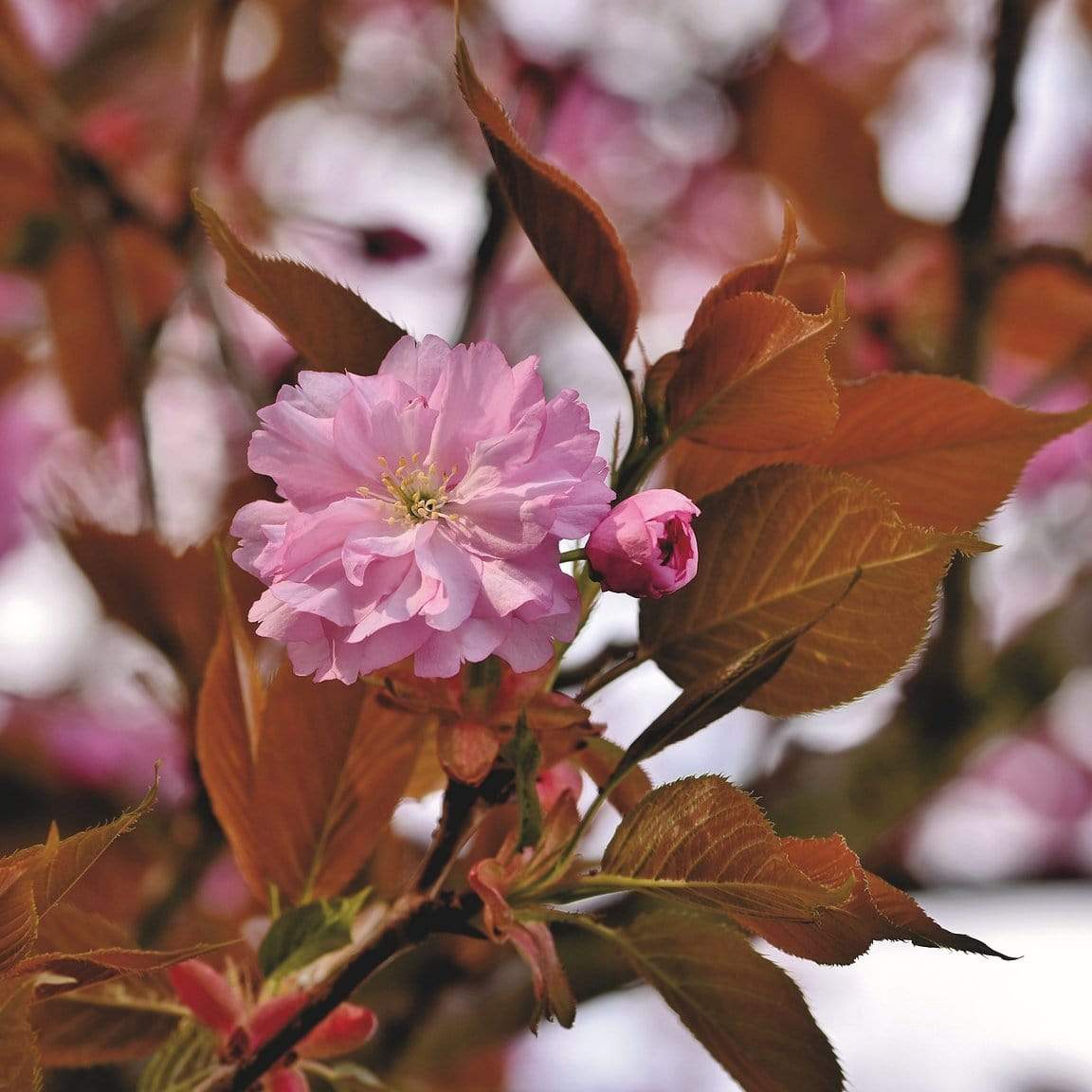 Japanese Cherry Blossom Tree | Prunus serrulata 'Kanzan' - Image 5