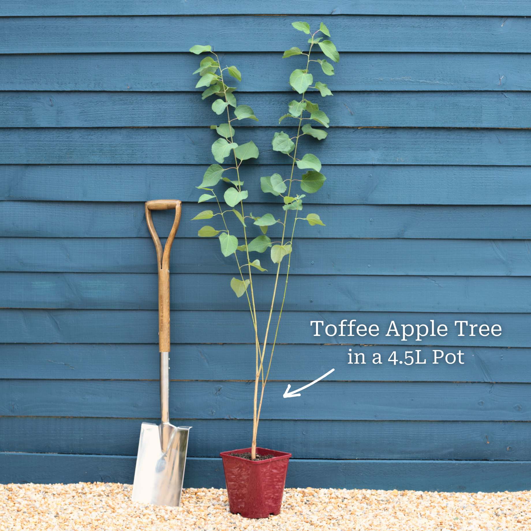 Toffee Apple Tree | Cercidiphyllum japonicum 'Katsura' - Image 5