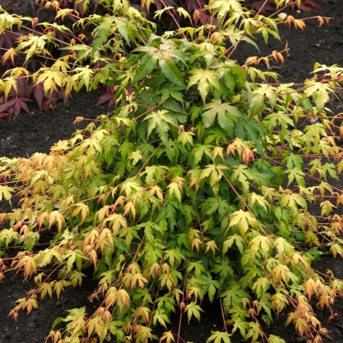 Japanese Maple Tree | Acer palmatum 'Katsura' - Image 6