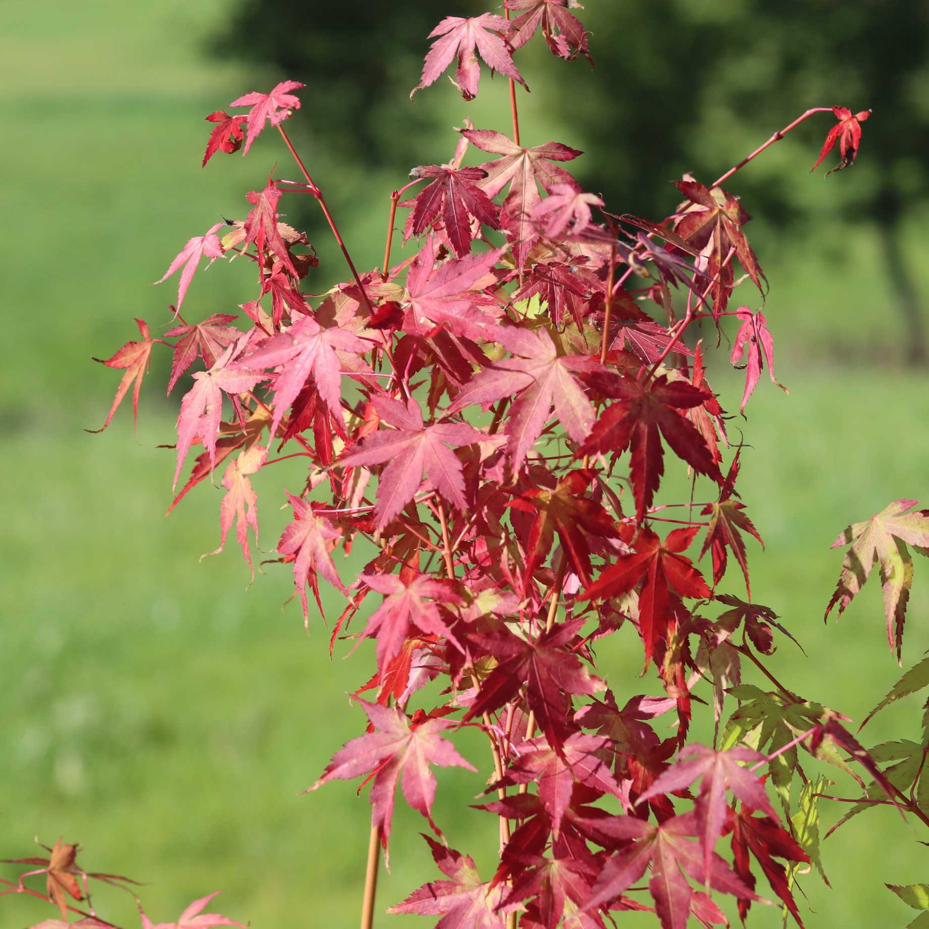 Japanese Maple Tree | Acer palmatum 'Katsura' - Image 9