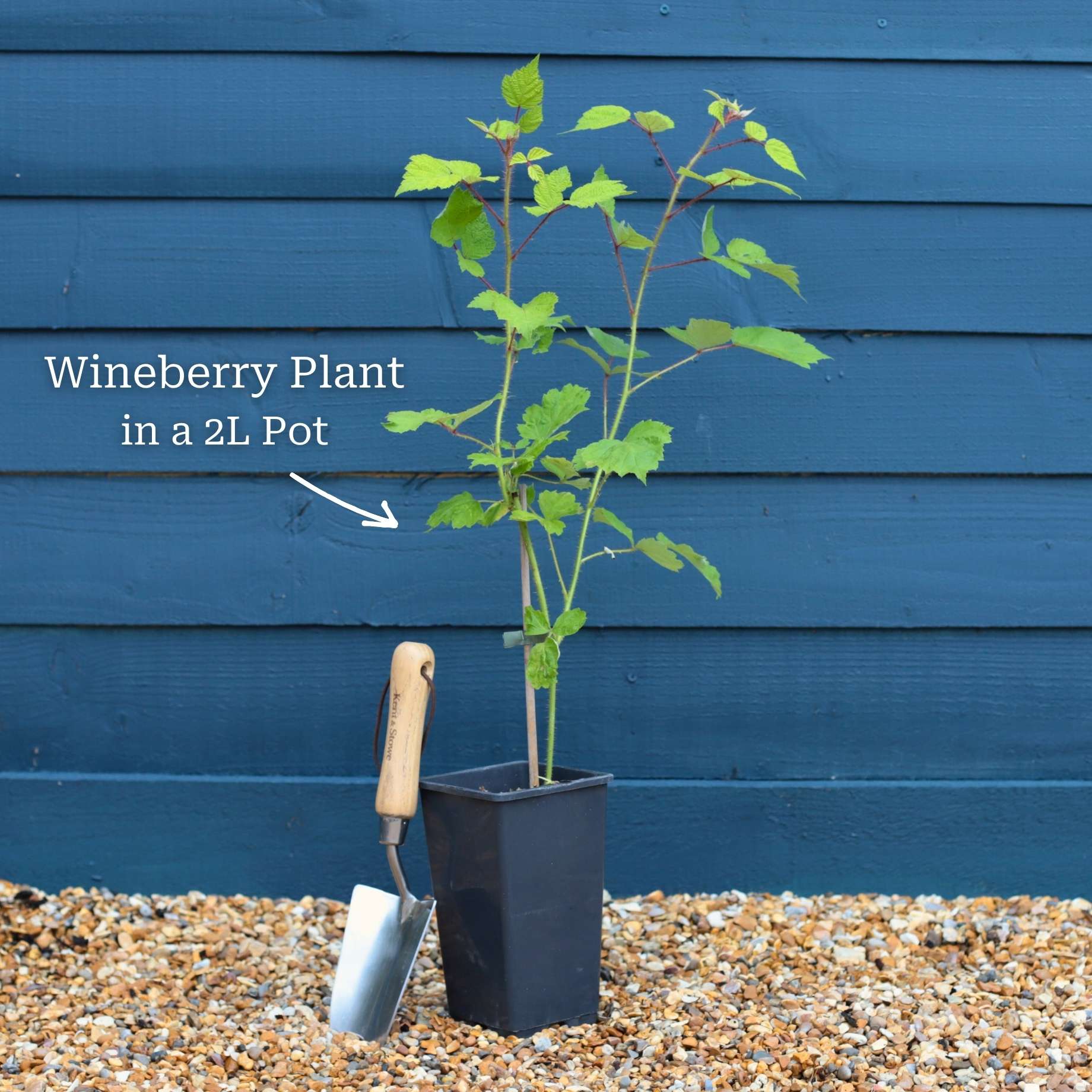 Japanese Wineberry Plant - Image 4