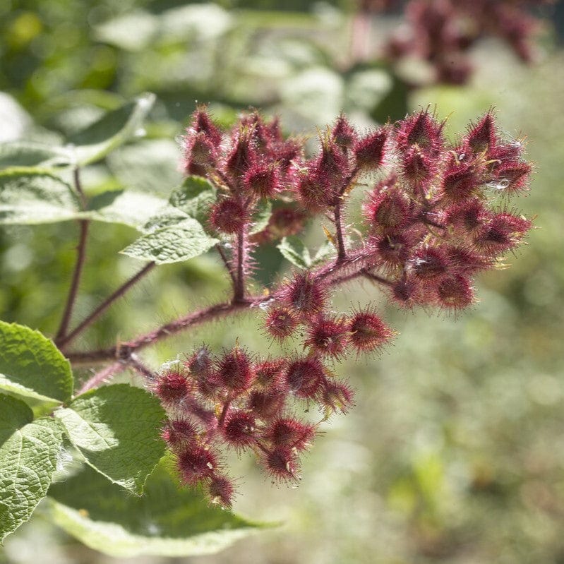 Japanese Wineberry Plant - Image 7