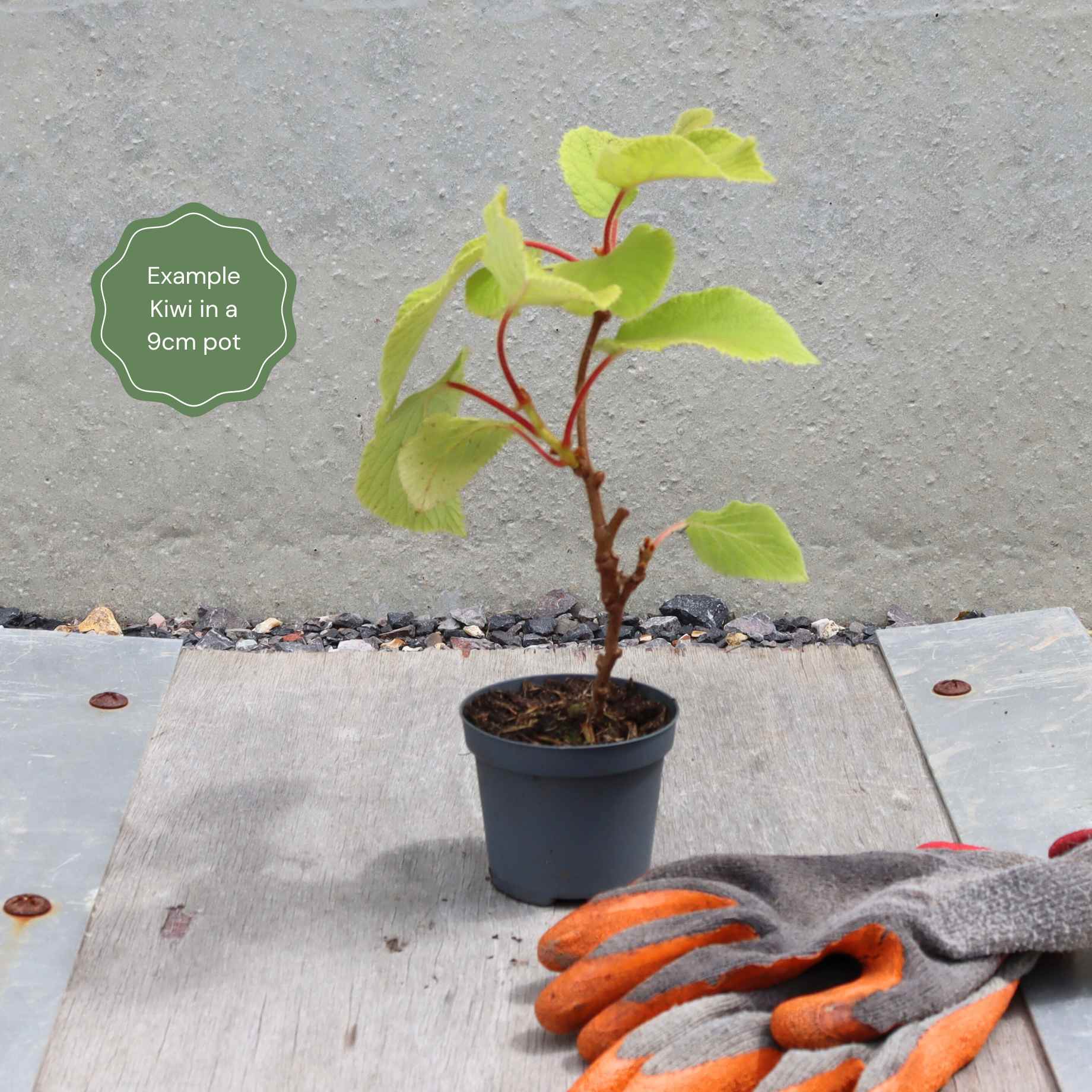 'Jenny' Hardy Kiwi Plant - Image 7