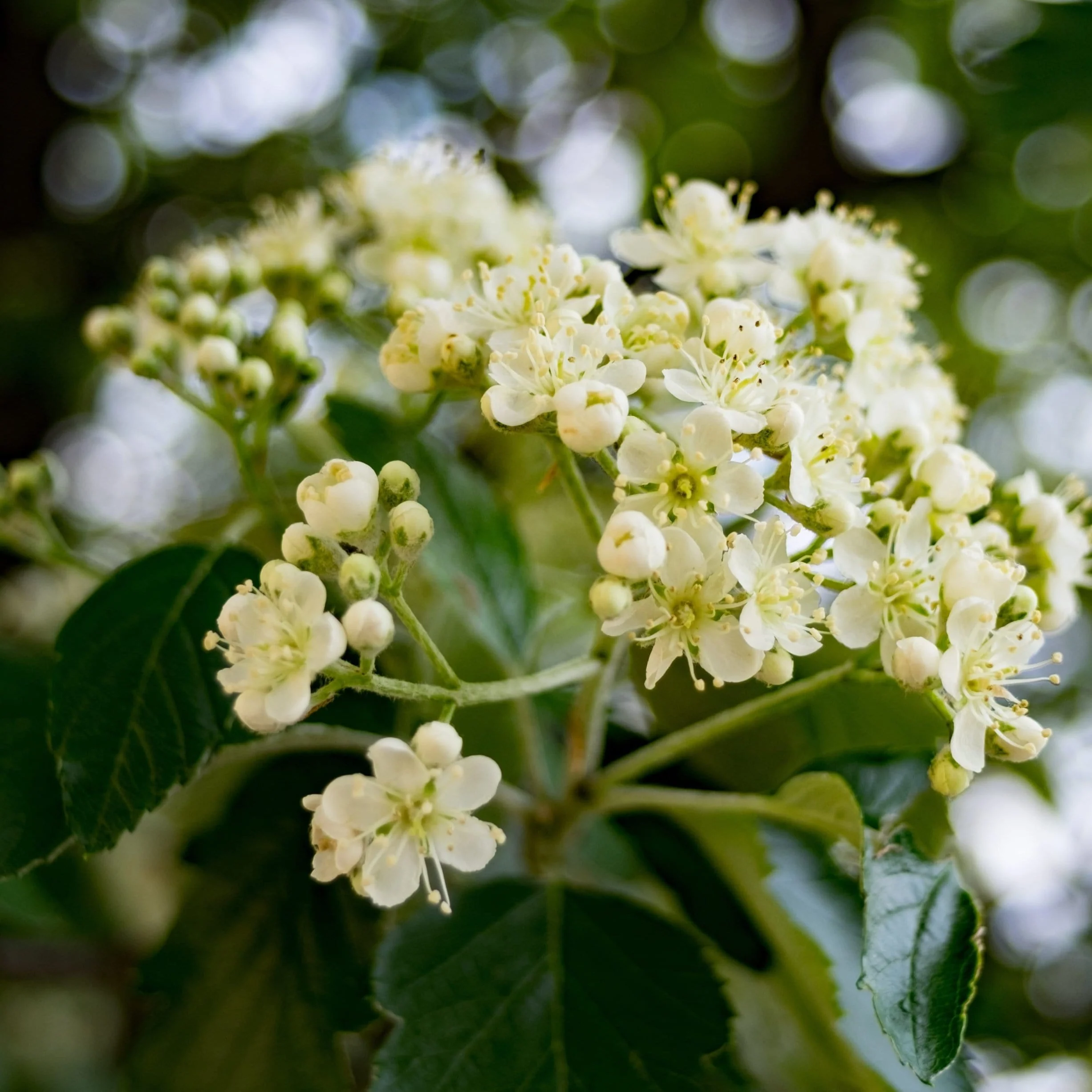 'Joseph Rock' Rowan Tree | Sorbus - Image 3