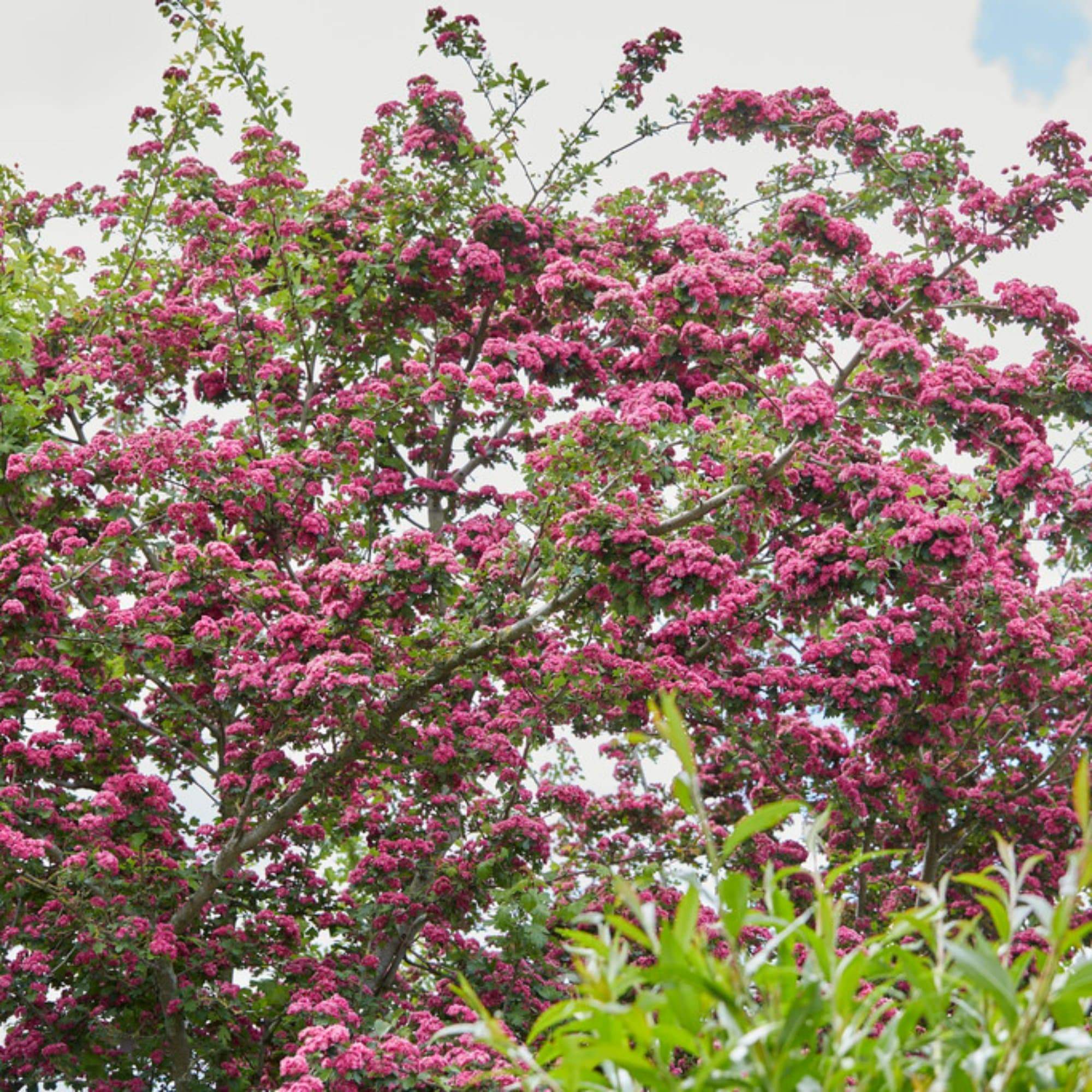 Judas Tree | Cercis siliquastrum - Image 8