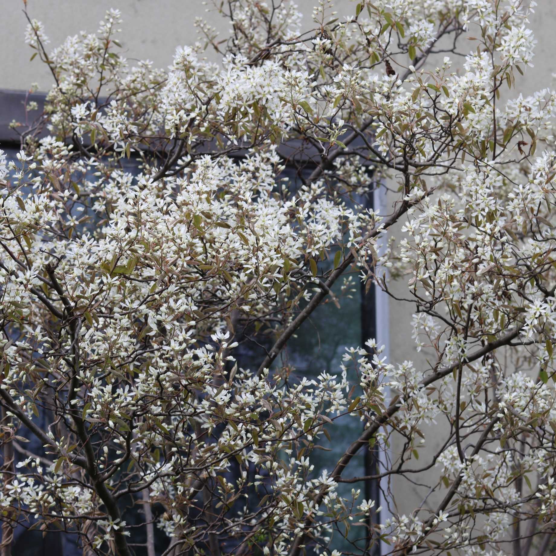Amelanchier Tree | Amelanchier canadensis - Image 12