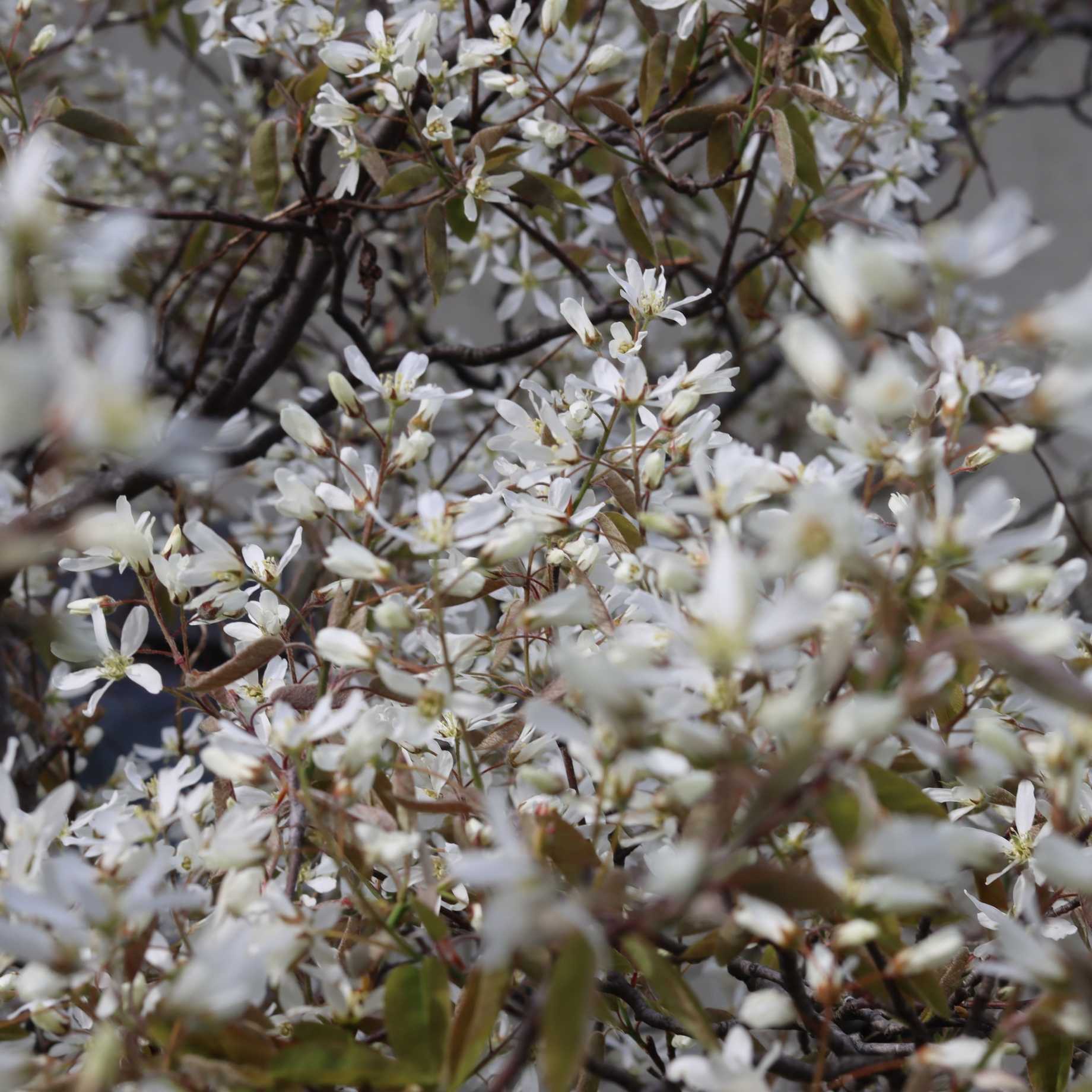 Amelanchier Tree | Amelanchier canadensis - Image 3