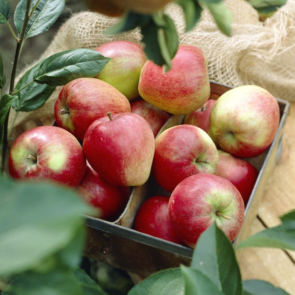 'Katy' Apple Tree - Image 2