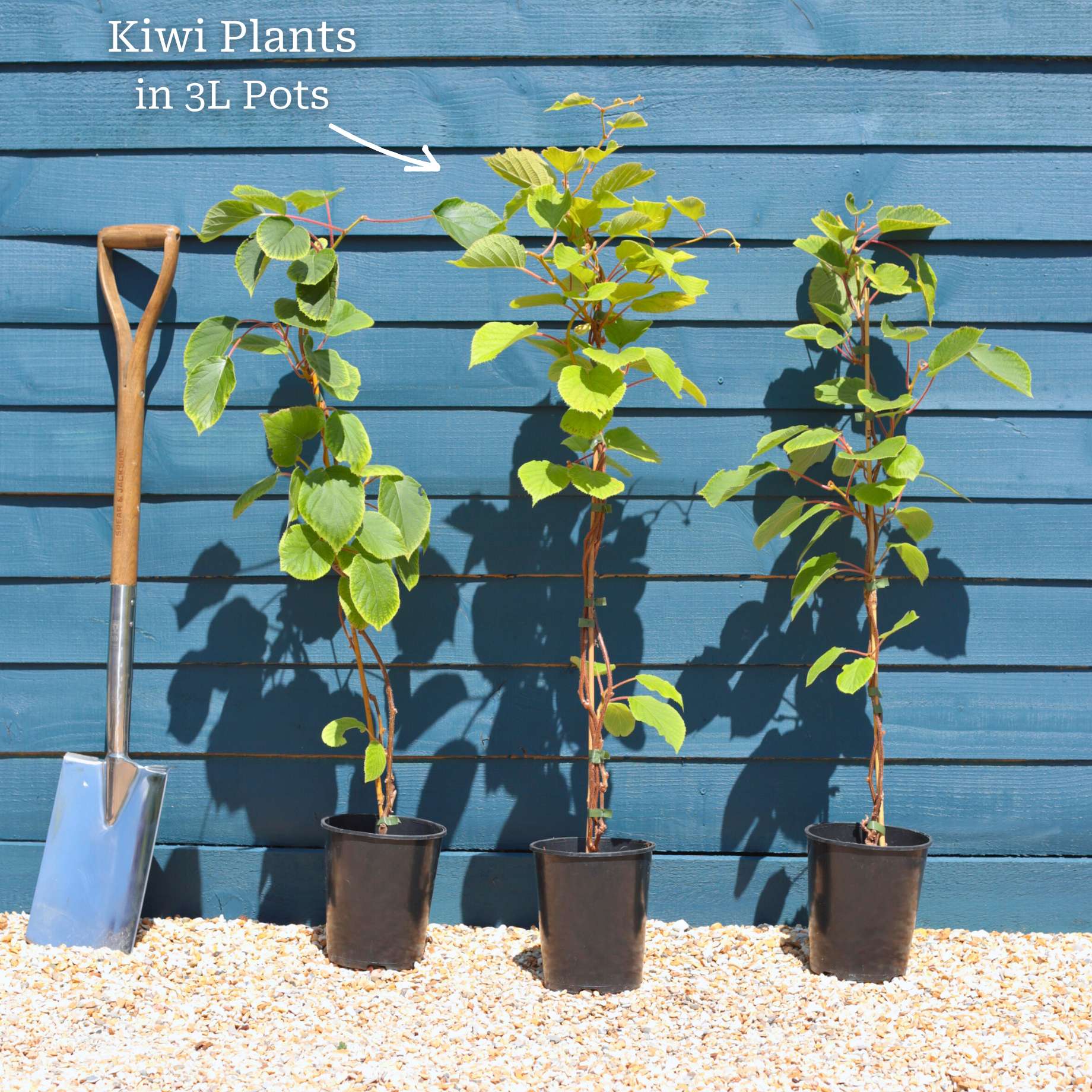 'Issai' Hardy Kiwi Plant - Image 5