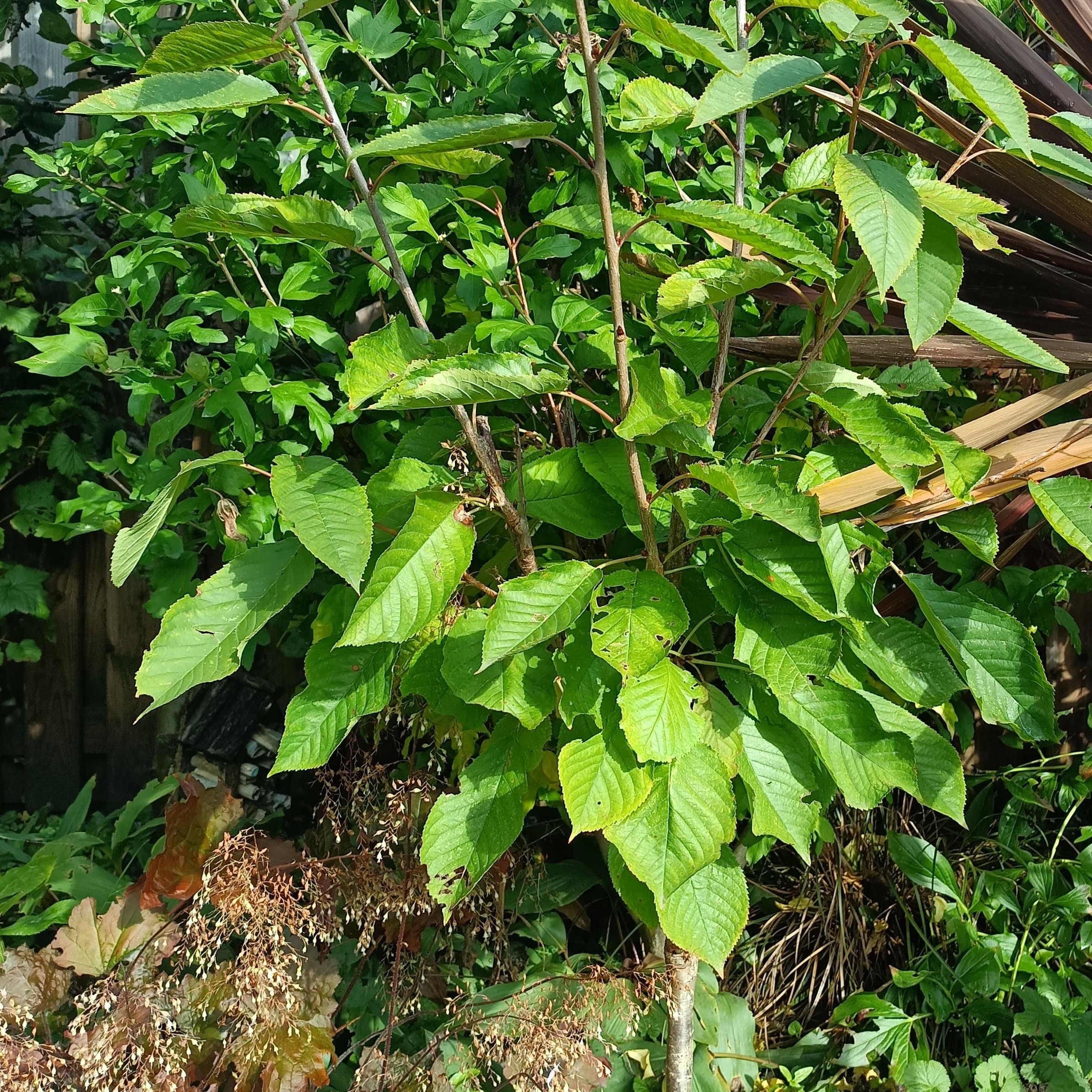 'Kordia' Cherry Tree - Image 3