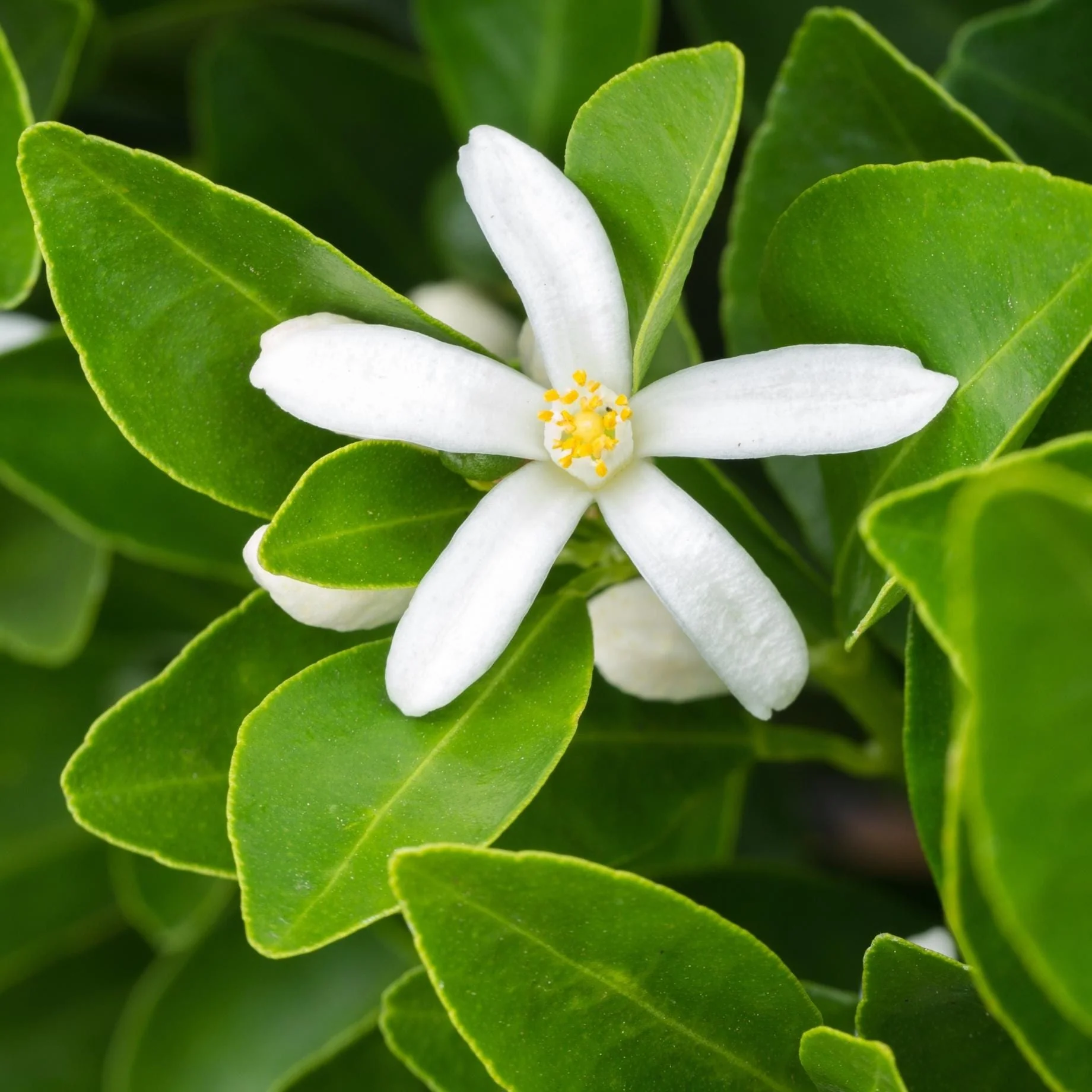 Grafted Patio Kumquat Tree - Image 7
