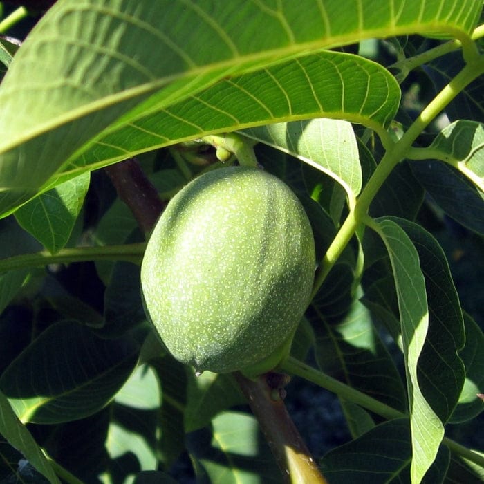 'Lara' Walnut Tree - Image 2