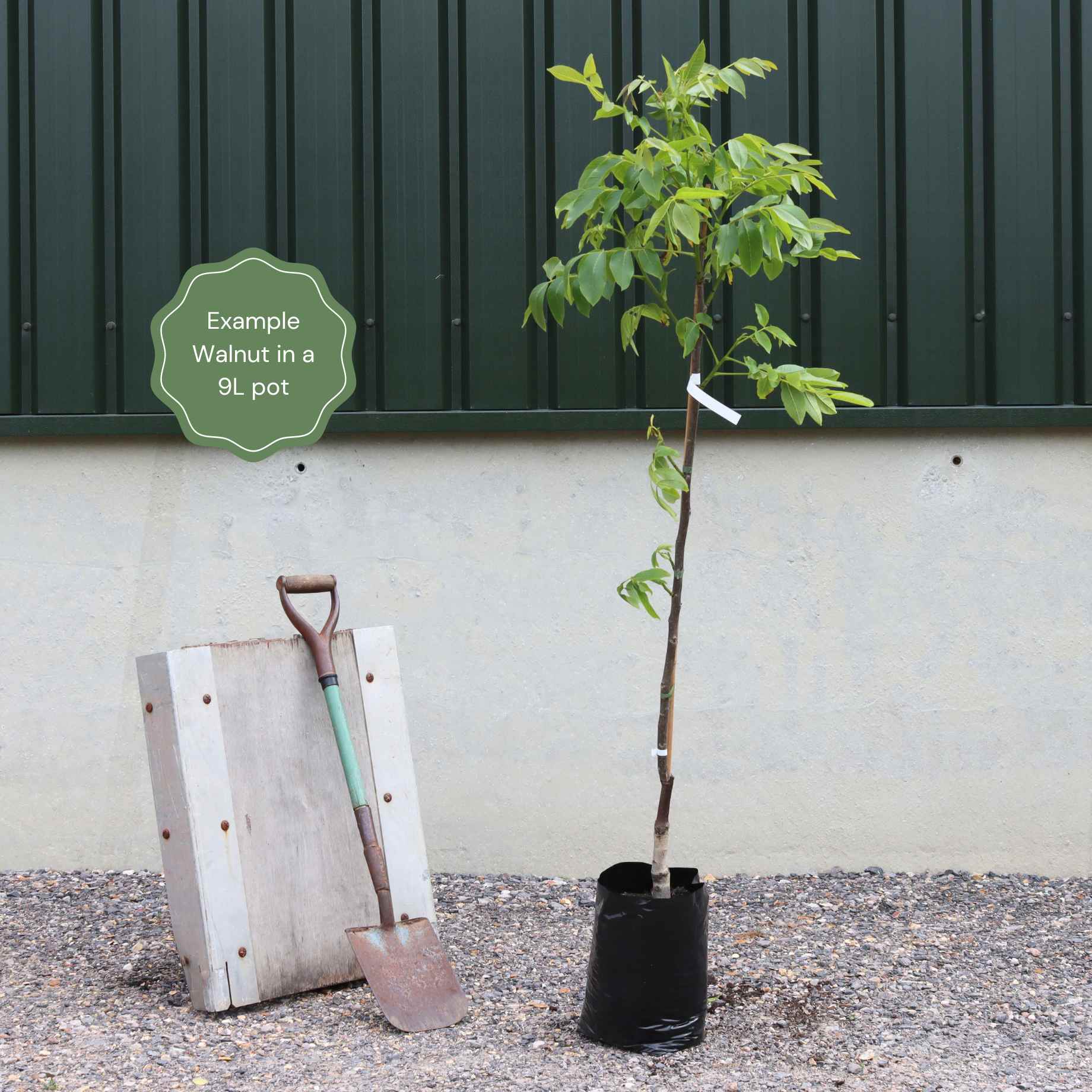 'Lara' Walnut Tree - Image 5