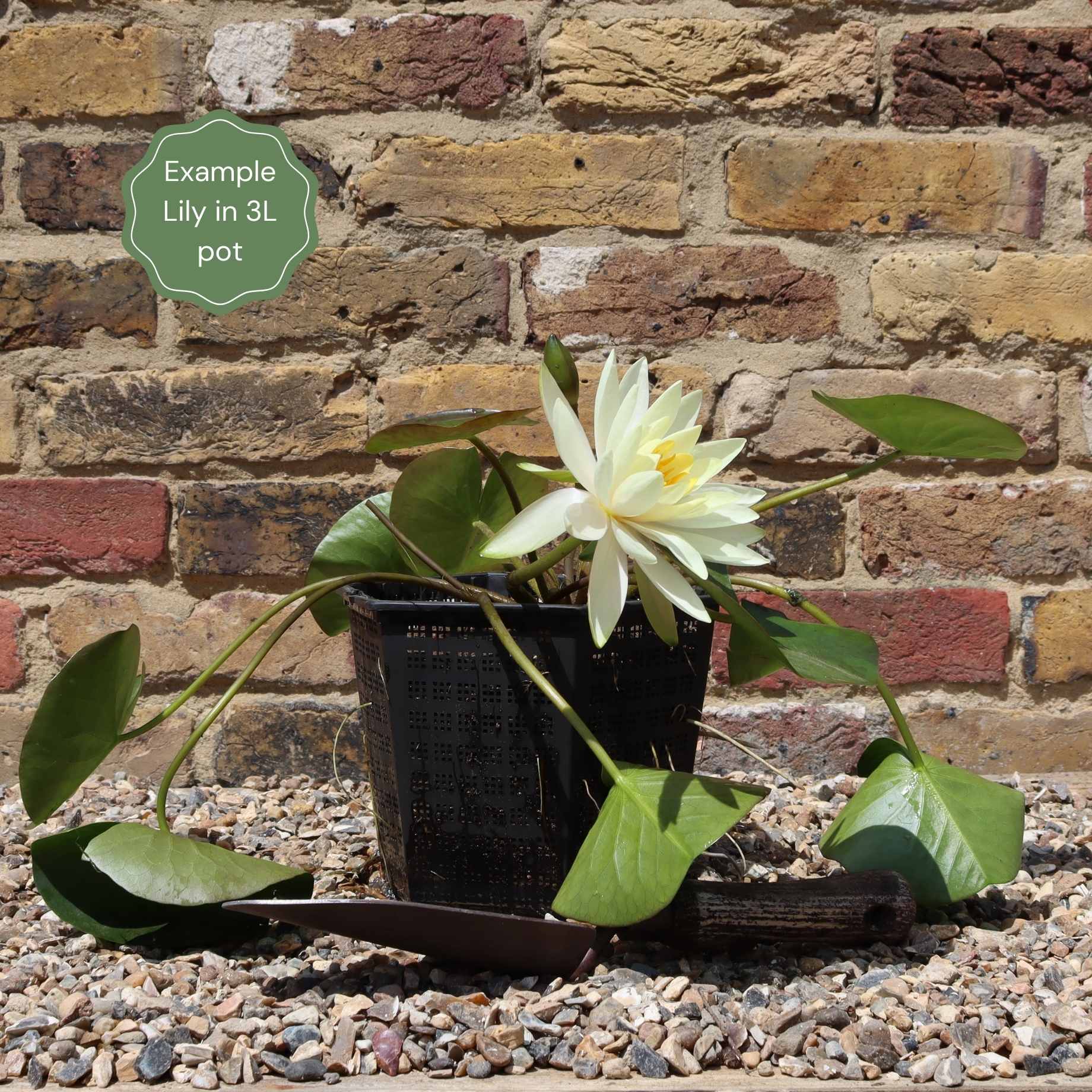 Large Water Lily | Nymphaea 'Barbara Dobbins' - Image 3