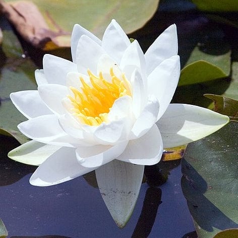 Large Water Lily | Nymphaea 'Gladstoniana' - Image 4