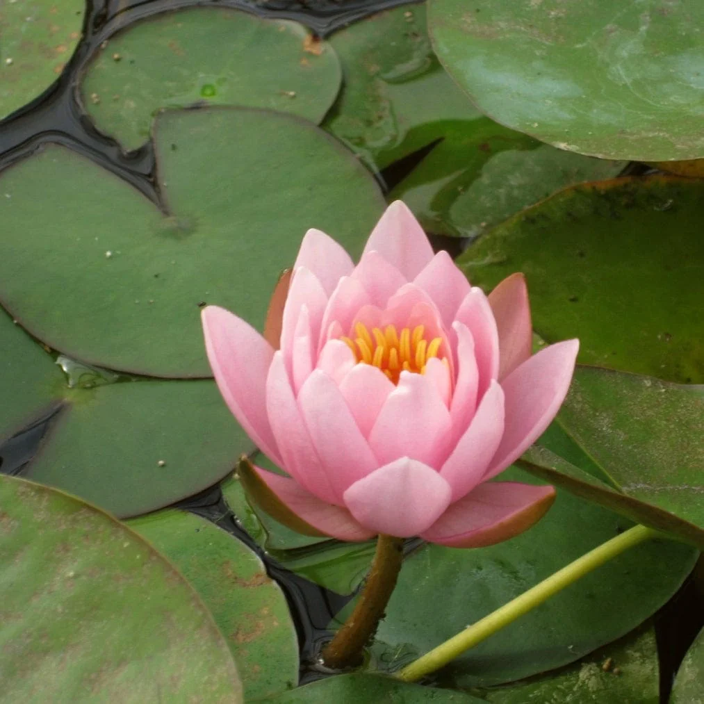 Large Water Lily | Nymphaea 'Marliacea Rosea' - Image 3