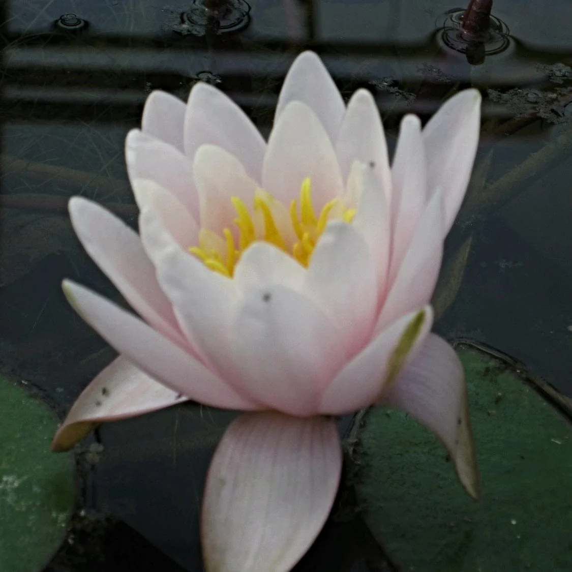 Large Water Lily | Nymphaea 'Marliacea Rosea' - Image 5
