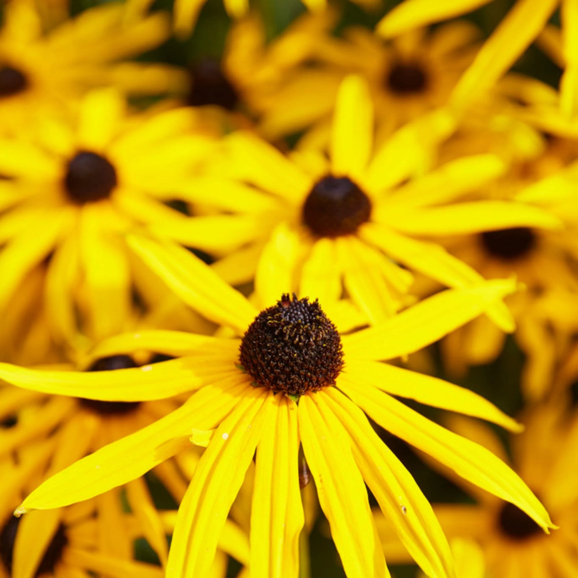 Late Flowering Perennials Collection | Interest For Late Summer - Image 3