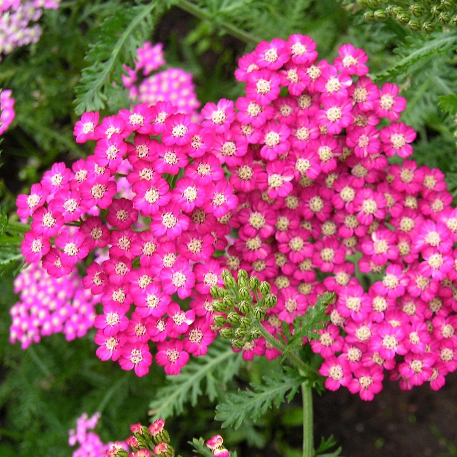 Late Flowering Perennials Collection | Interest For Late Summer - Image 4