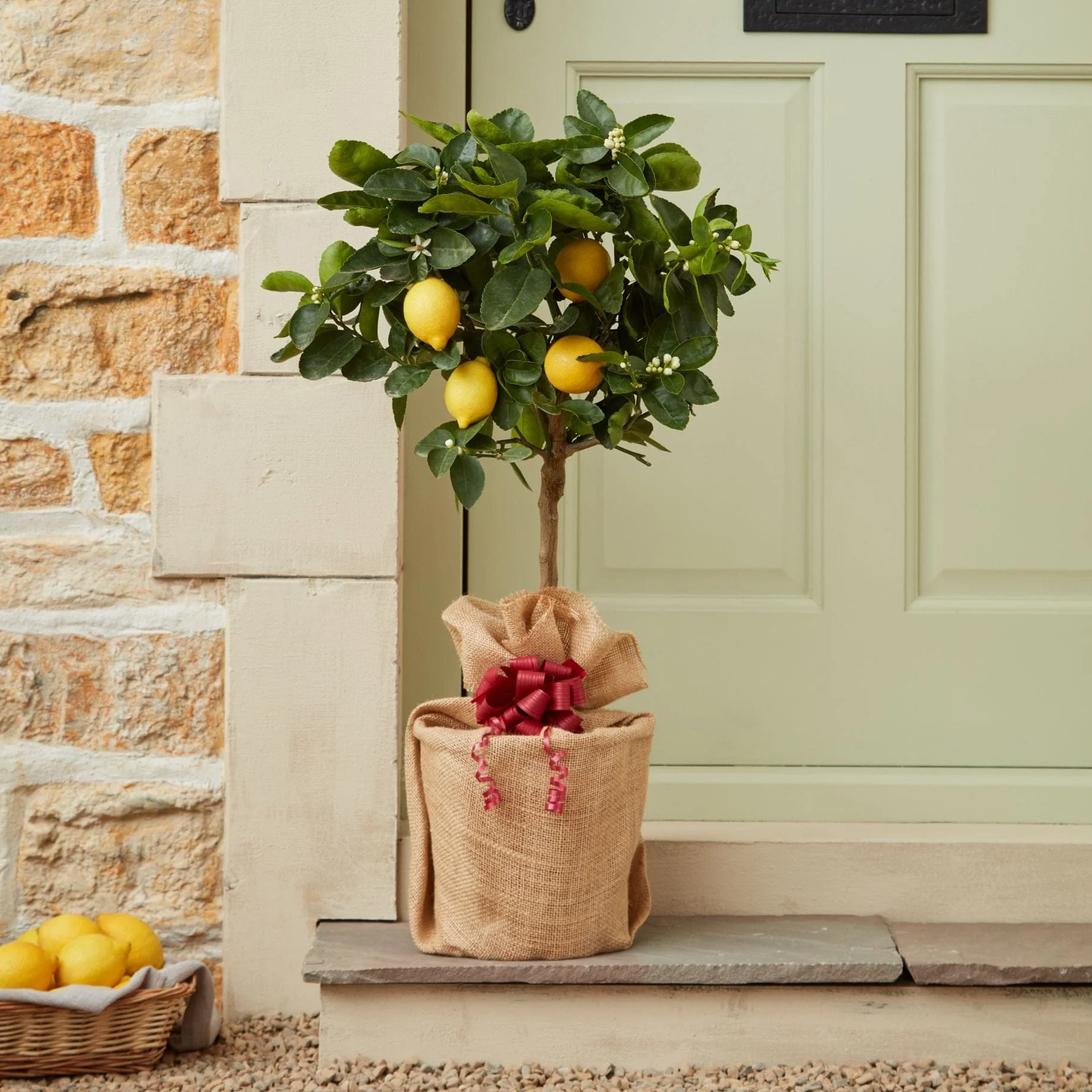 Lemon Tree Gift - Image 2