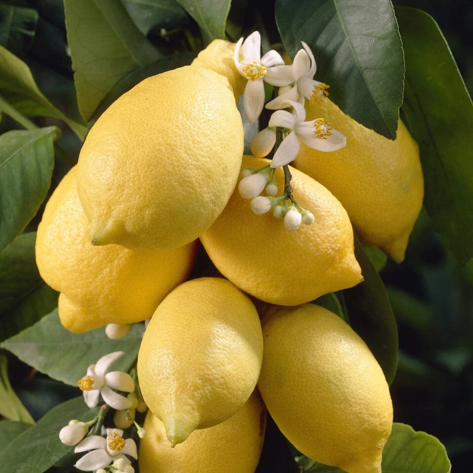 Grafted Patio Lemon Tree | 4 Seasons Lemon - Image 3