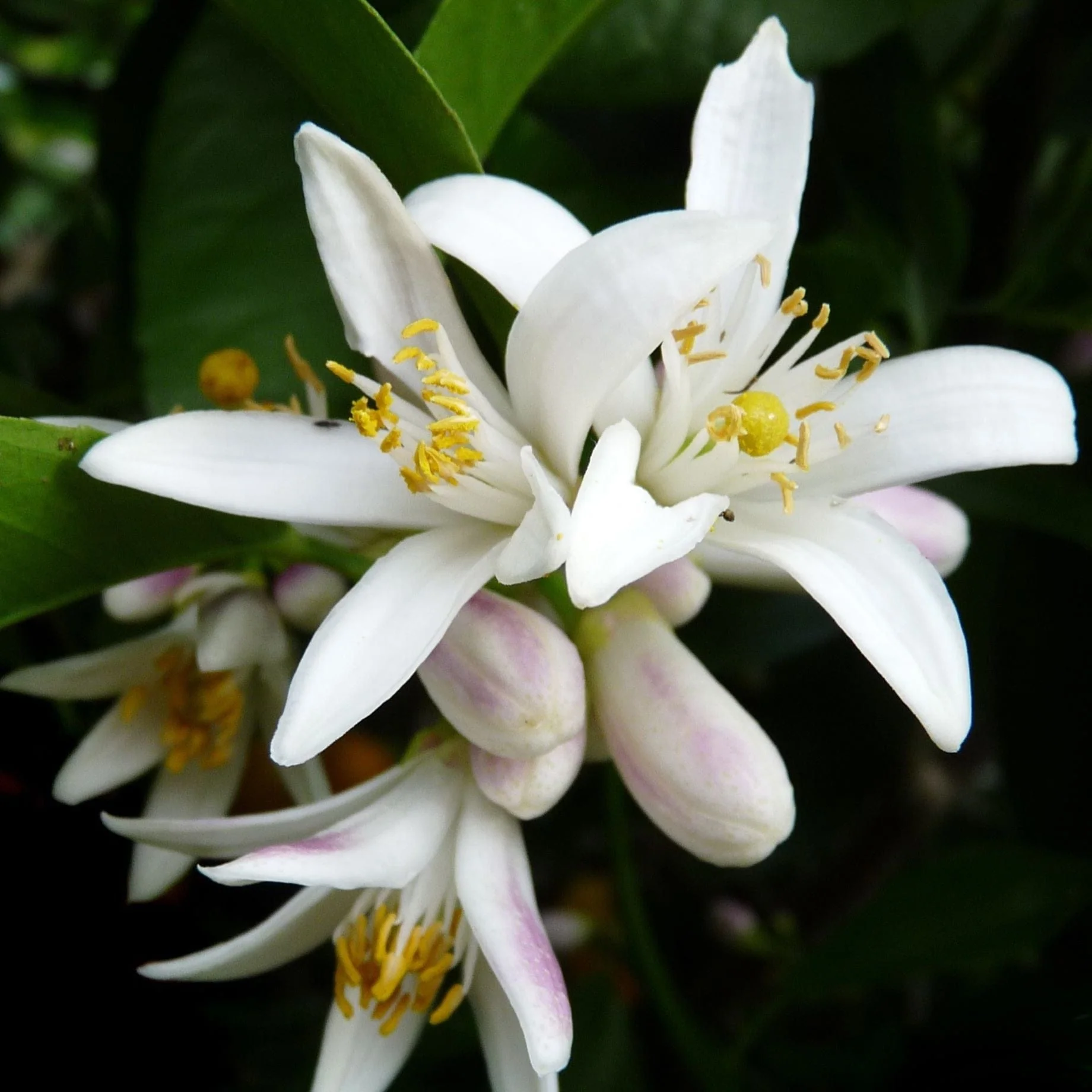 Grafted Patio Lemon Tree | 4 Seasons Lemon - Image 4