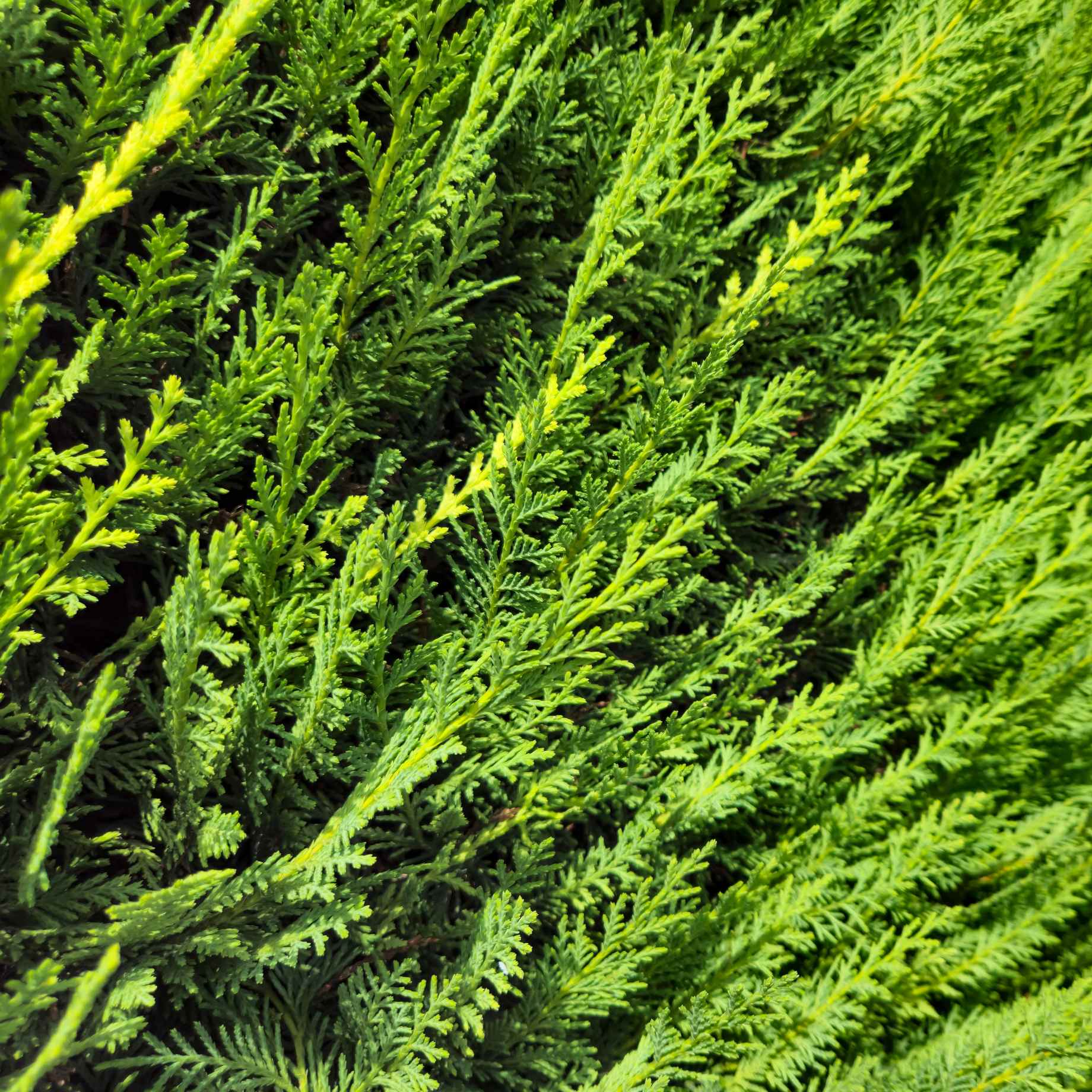 Leyland Cypress | Cupressocyparis leylandii - Image 3