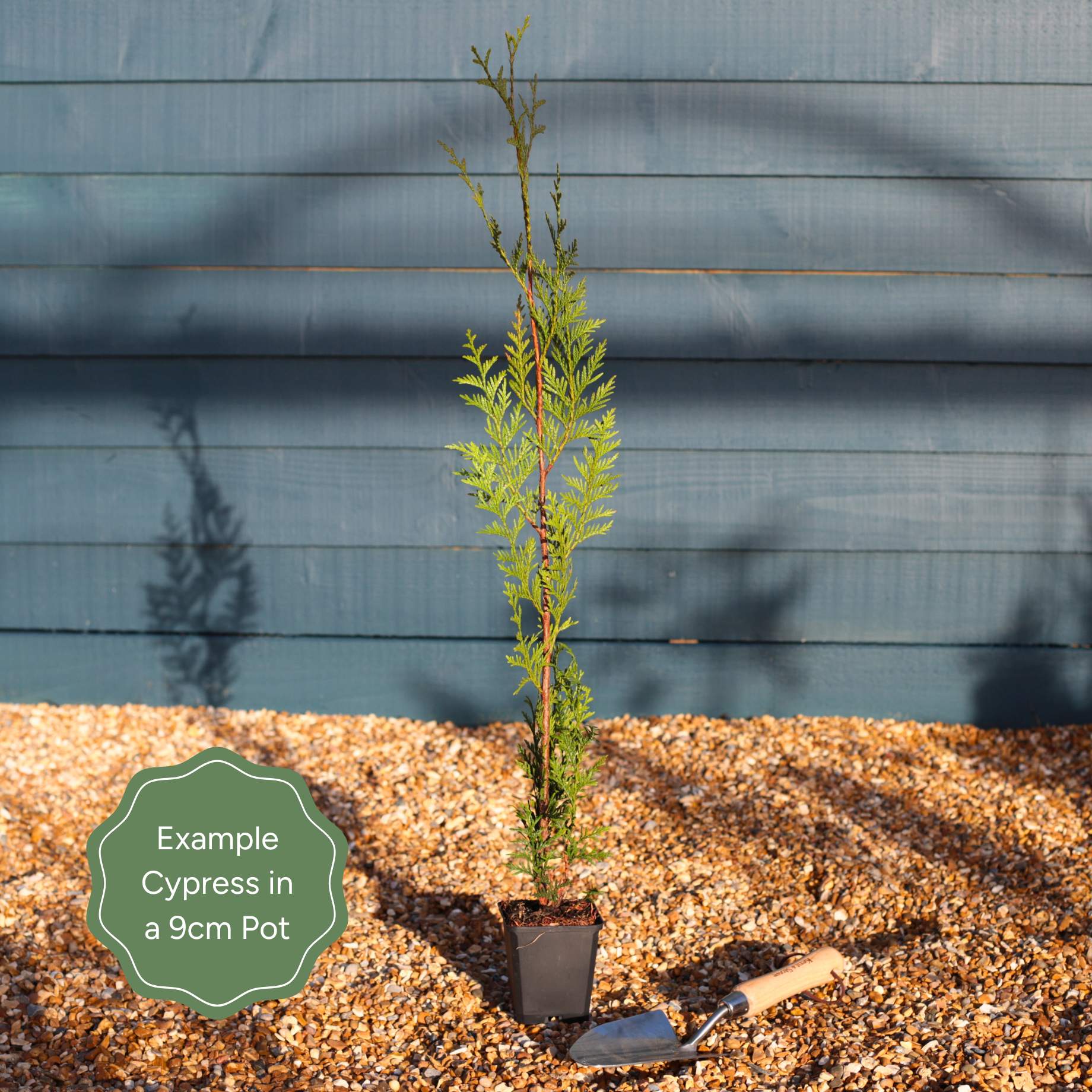 Leyland Cypress | Cupressocyparis leylandii - Image 5