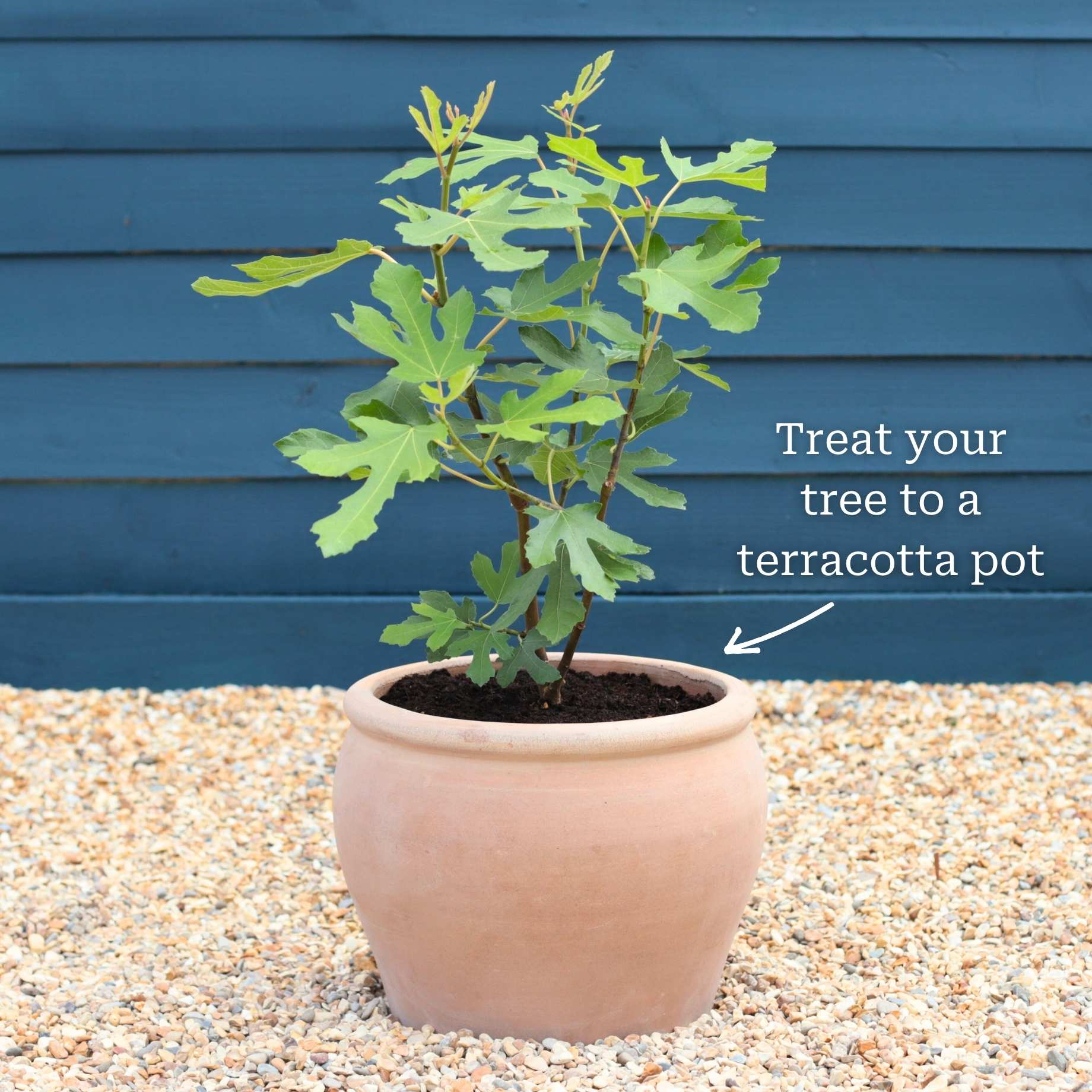 UK Hardy Fig Tree | 'Brown Turkey' - Image 5
