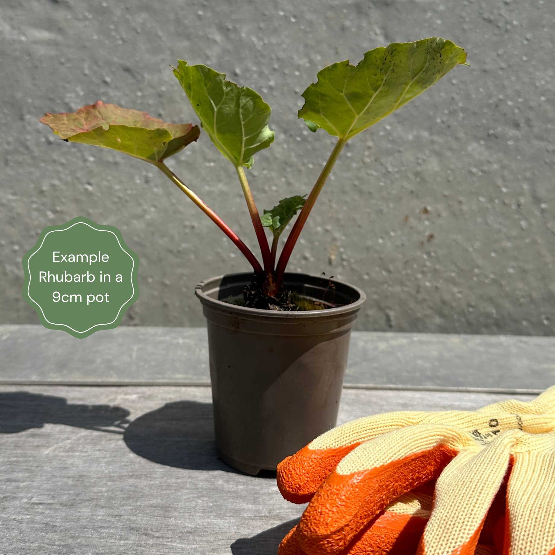 'Livingstone' Rhubarb Plant - Image 3