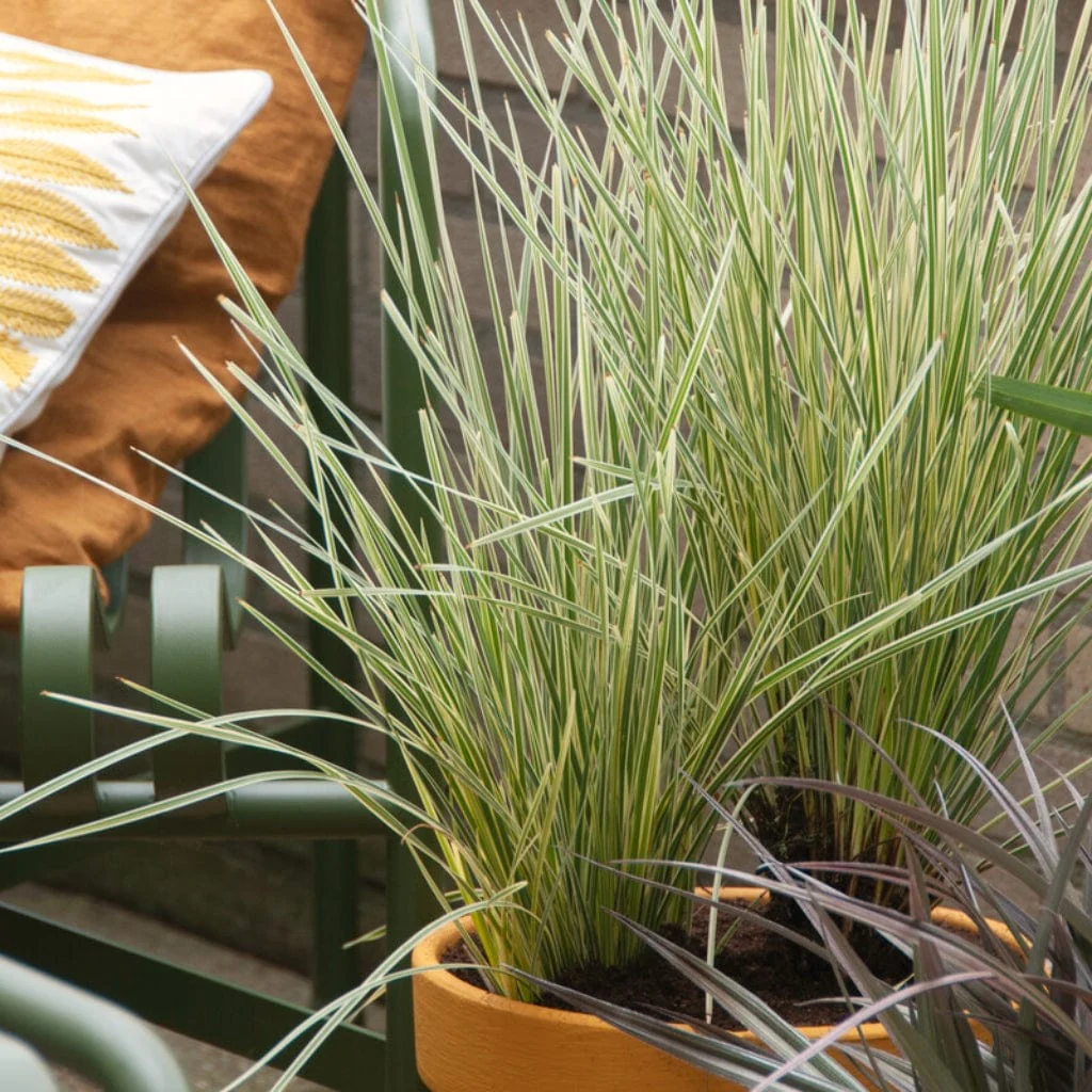 Lomandra longifolia 'White Sands' - Image 2
