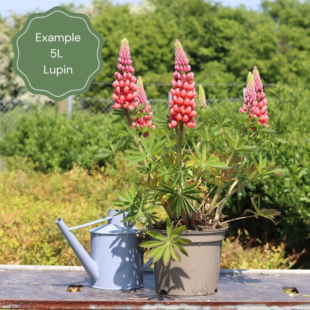 Lupin West Country 'Gladiator' - Image 3
