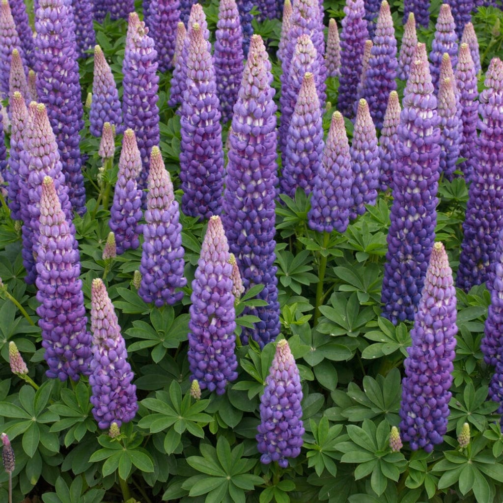 Lupin West Country 'Persian Slipper' - Image 2
