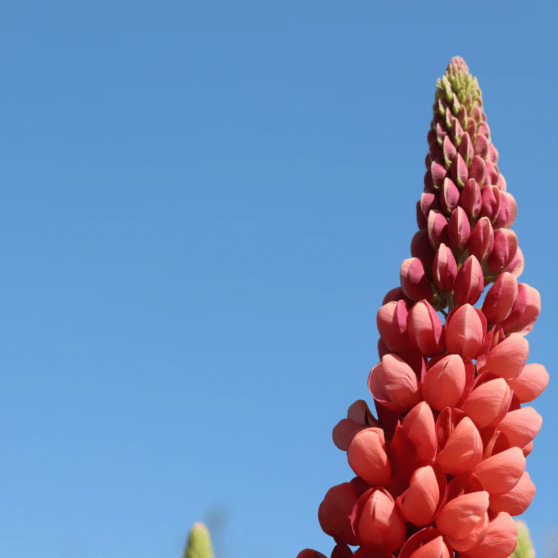 Lupin West Country 'Tequila Flame' - Image 3