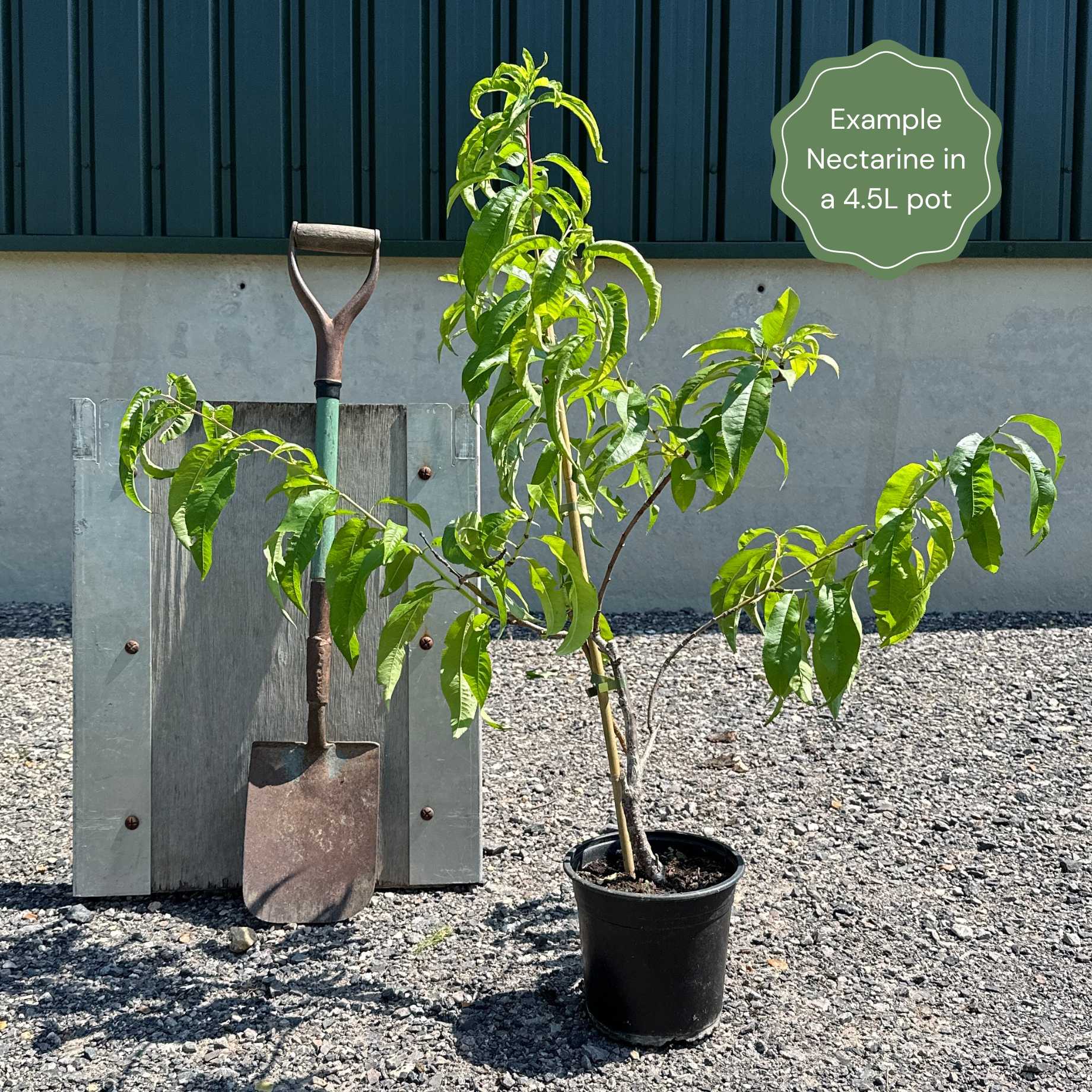 'Madame Blanchette' Nectarine Tree - Image 5