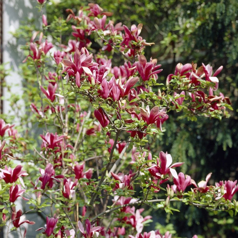 Black Lily Magnolia | Magnolia liliiflora 'Nigra' - Image 3
