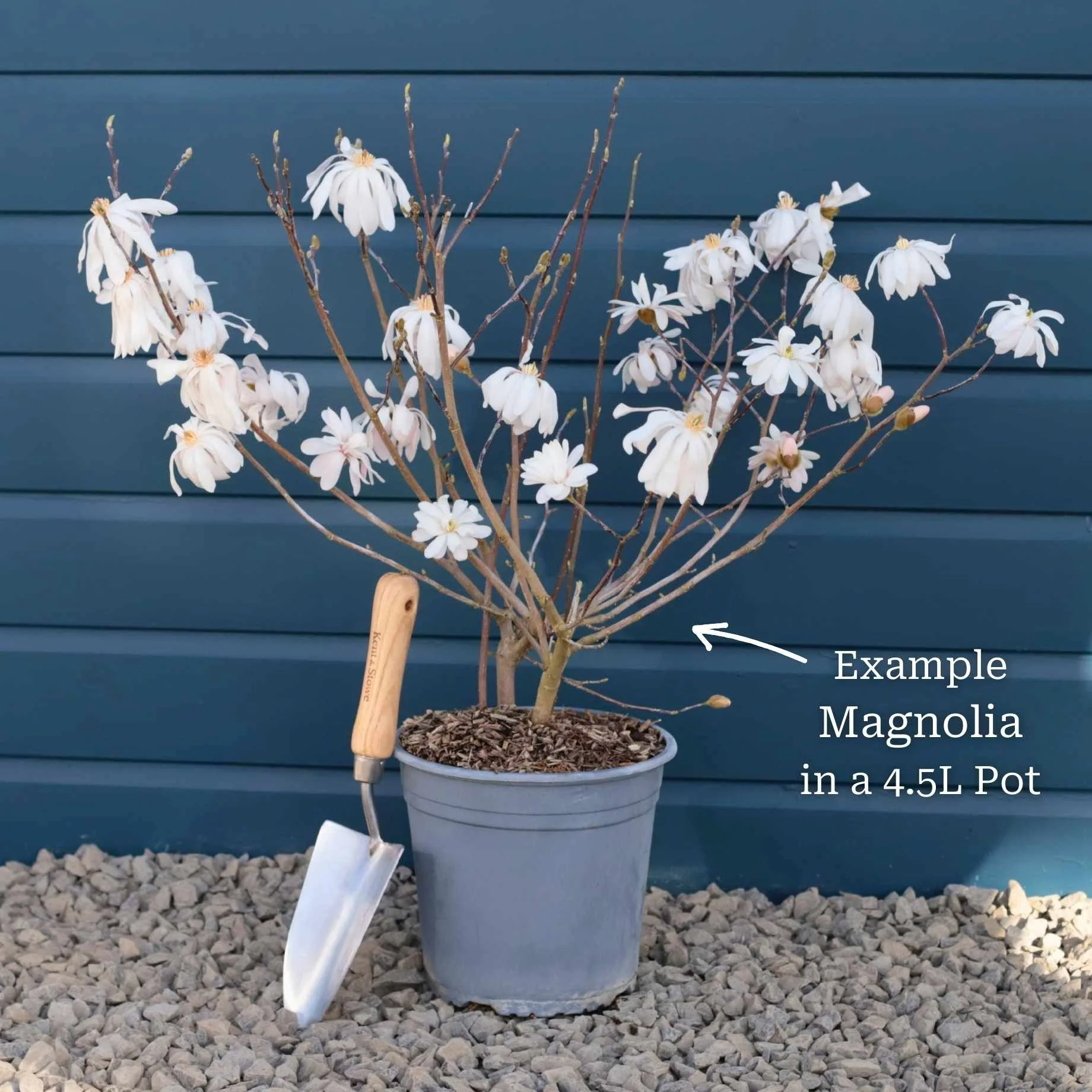 Magnolia denudata 'Festirose' - Image 3