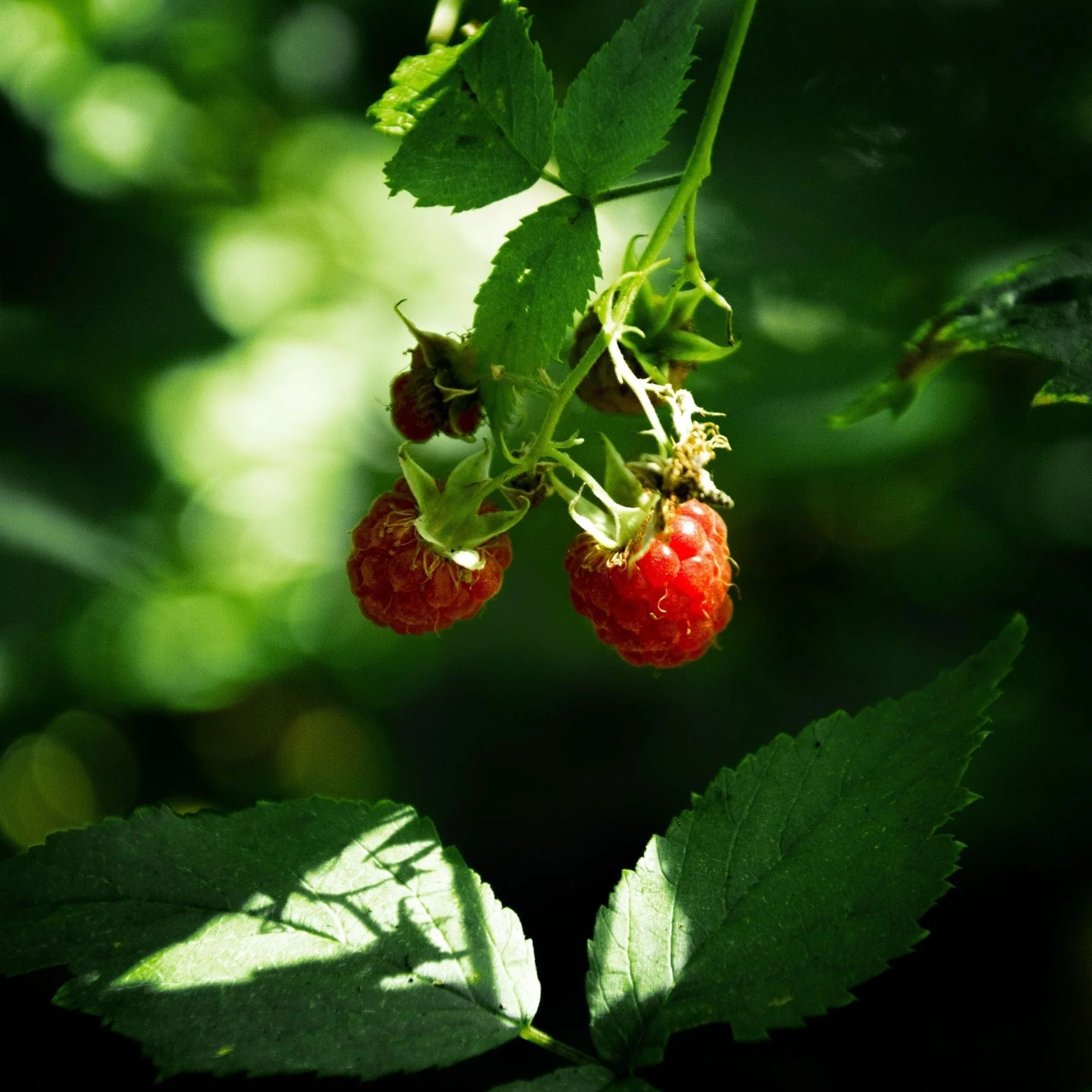 'Malling Minerva' Raspberry Plants - Image 2