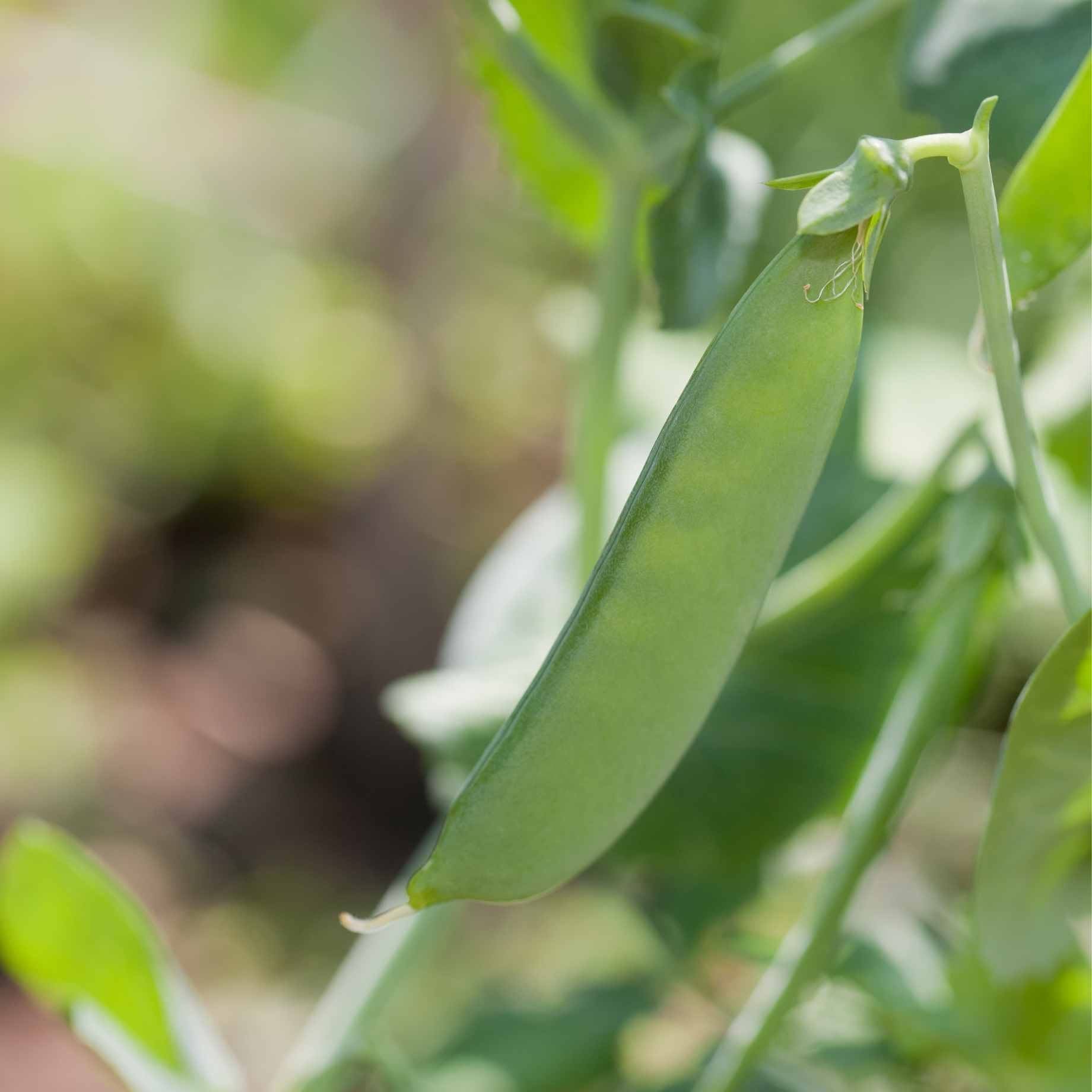 'Carouby de Mausanne' Mangetout Plants - Image 3