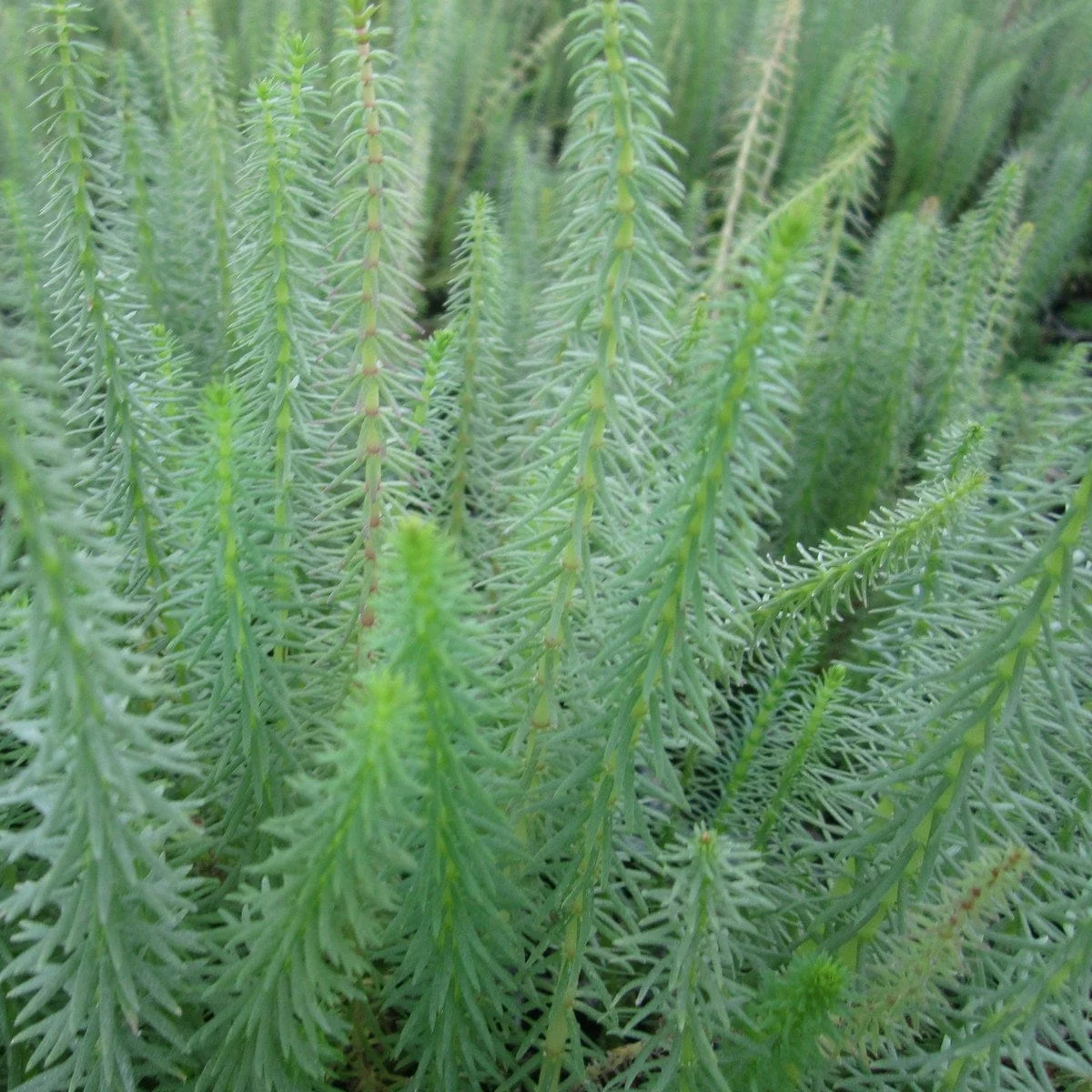 Oxygenating Mare's Tail | Hippuris vulgaris - Image 2