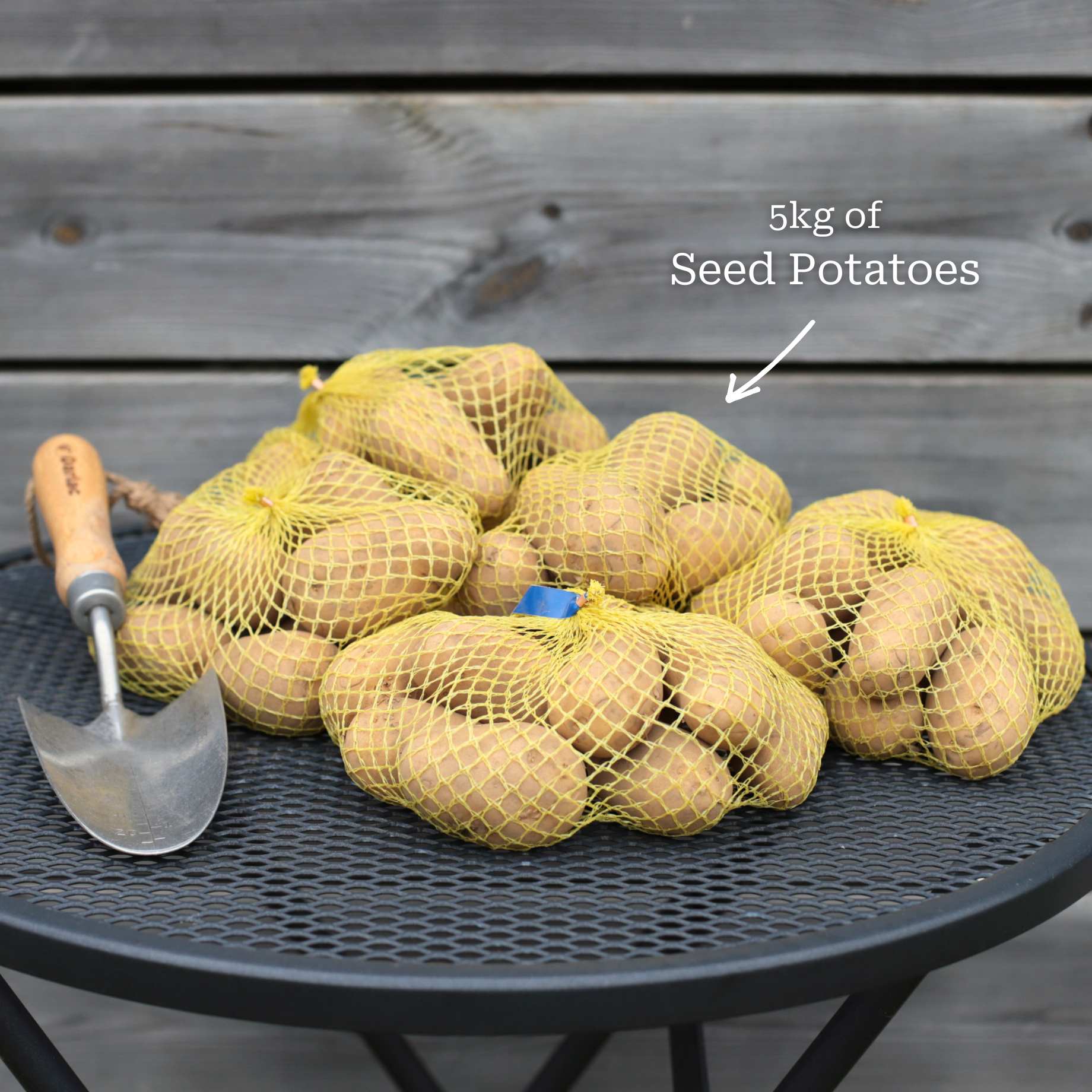 'Maris Peer' Second Early Patio Seed Potatoes - Image 3
