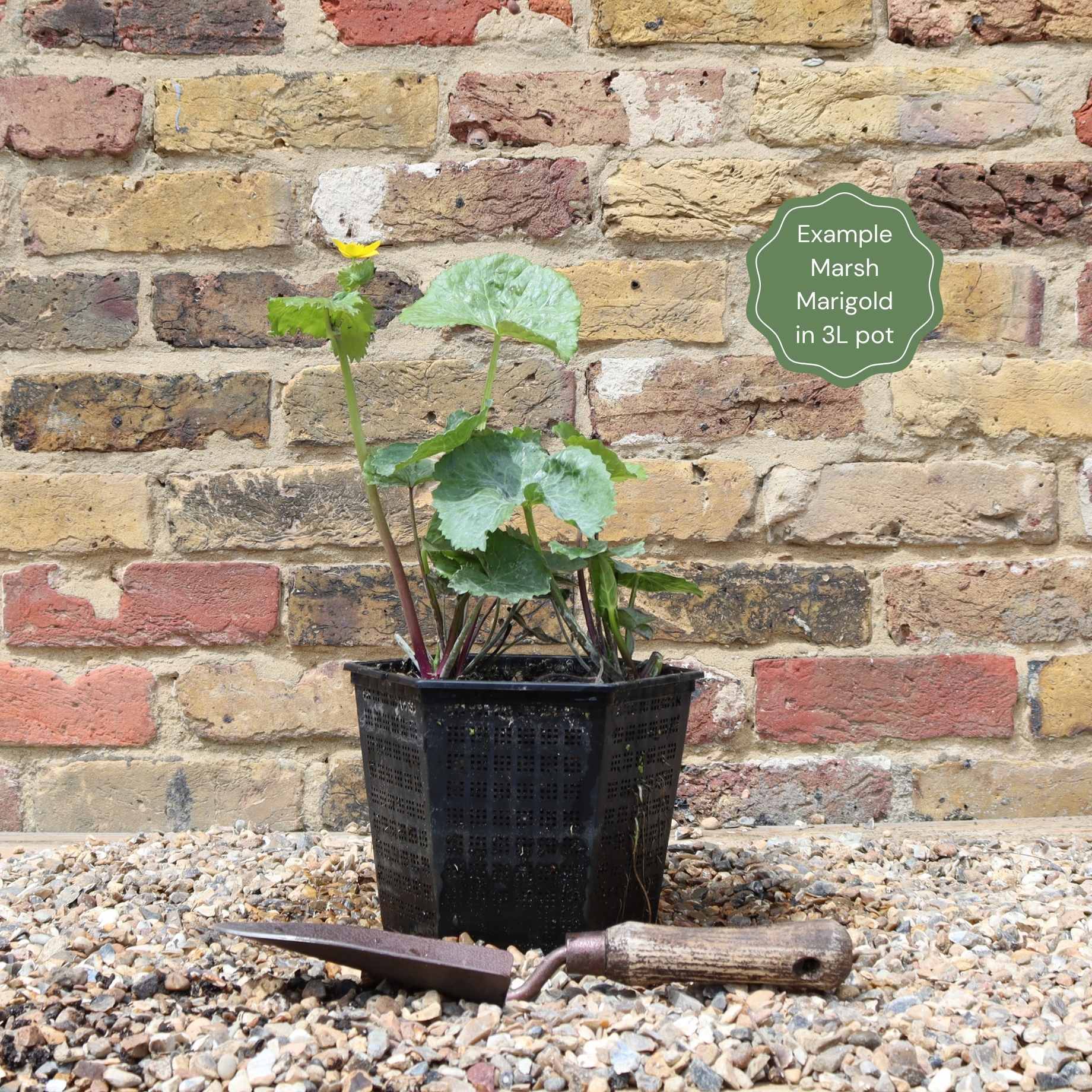 Marsh Marigold - Image 6