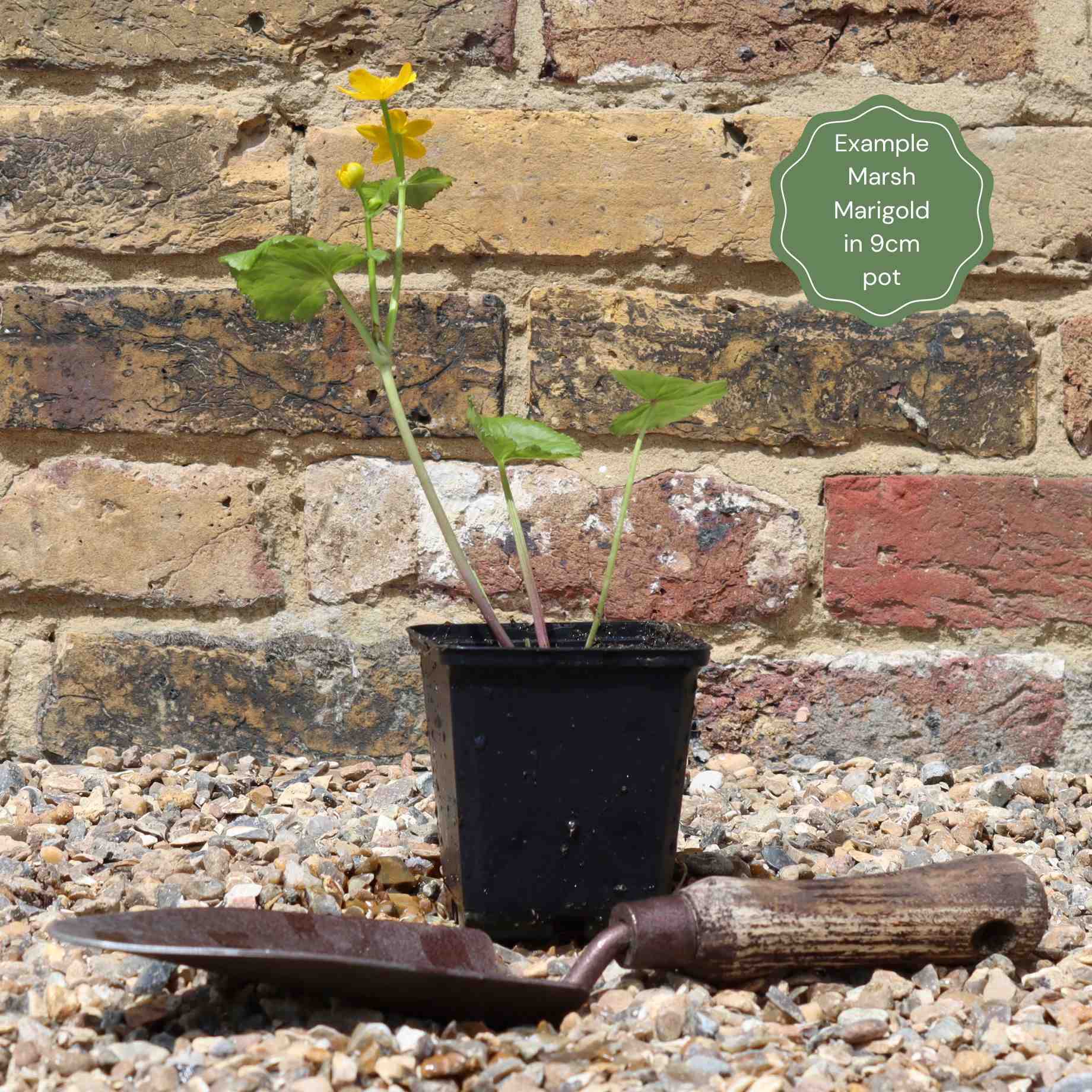 Marsh Marigold - Image 7