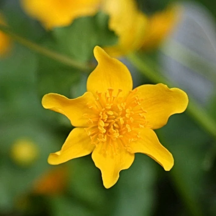 Marsh Marigold | Caltha palustris - Image 5