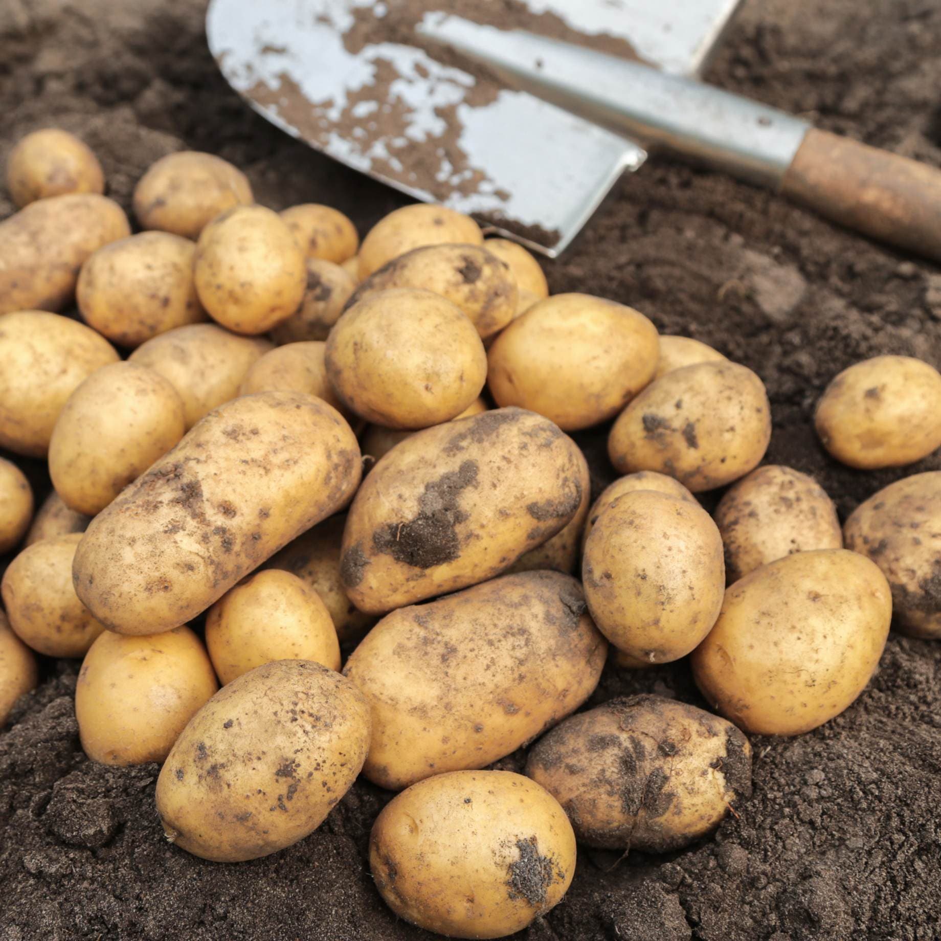 'Marvel' Maincrop Seed Potatoes